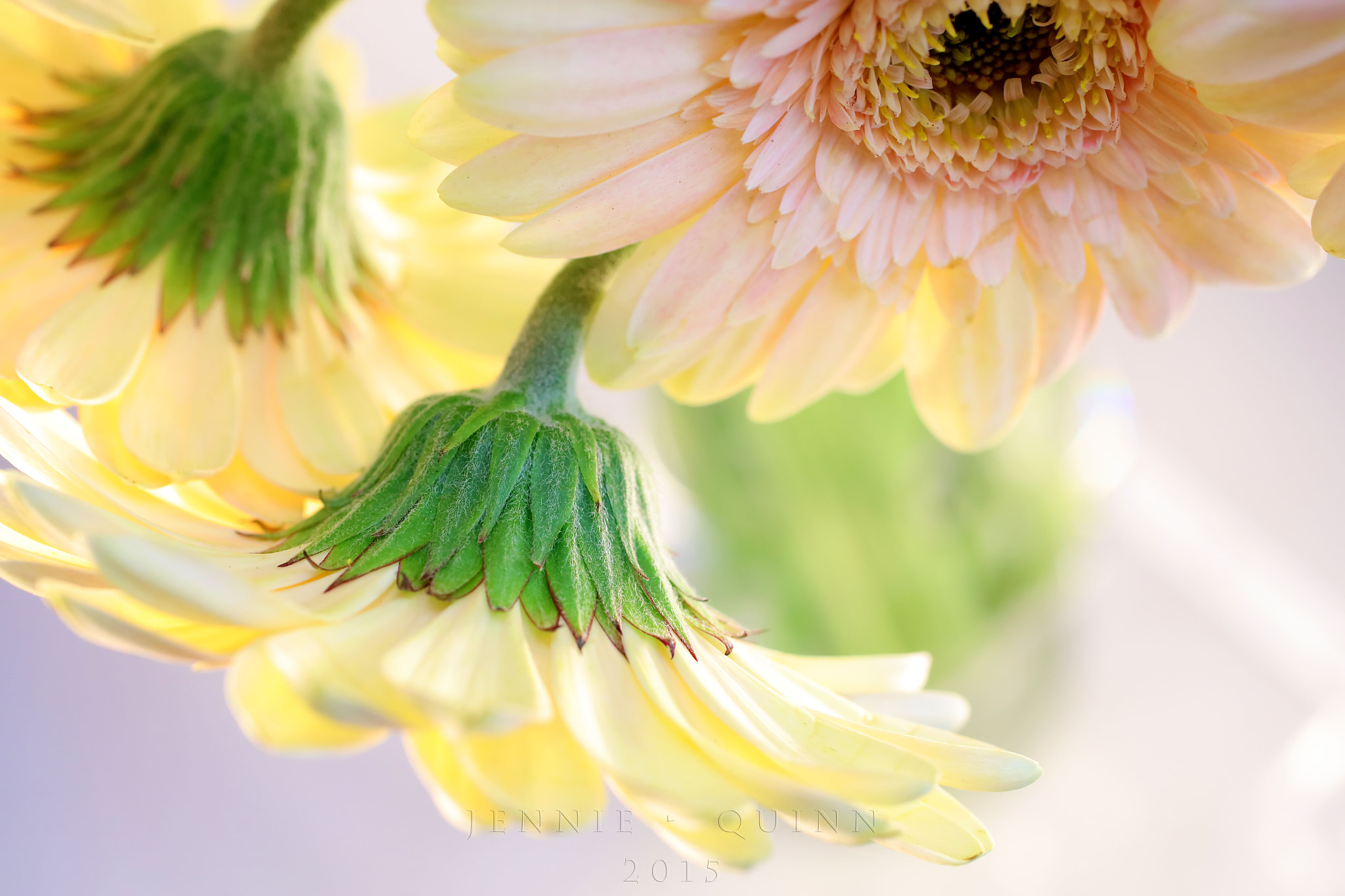 Canon EF 50mm F2.5 Macro sample photo. Despair photography