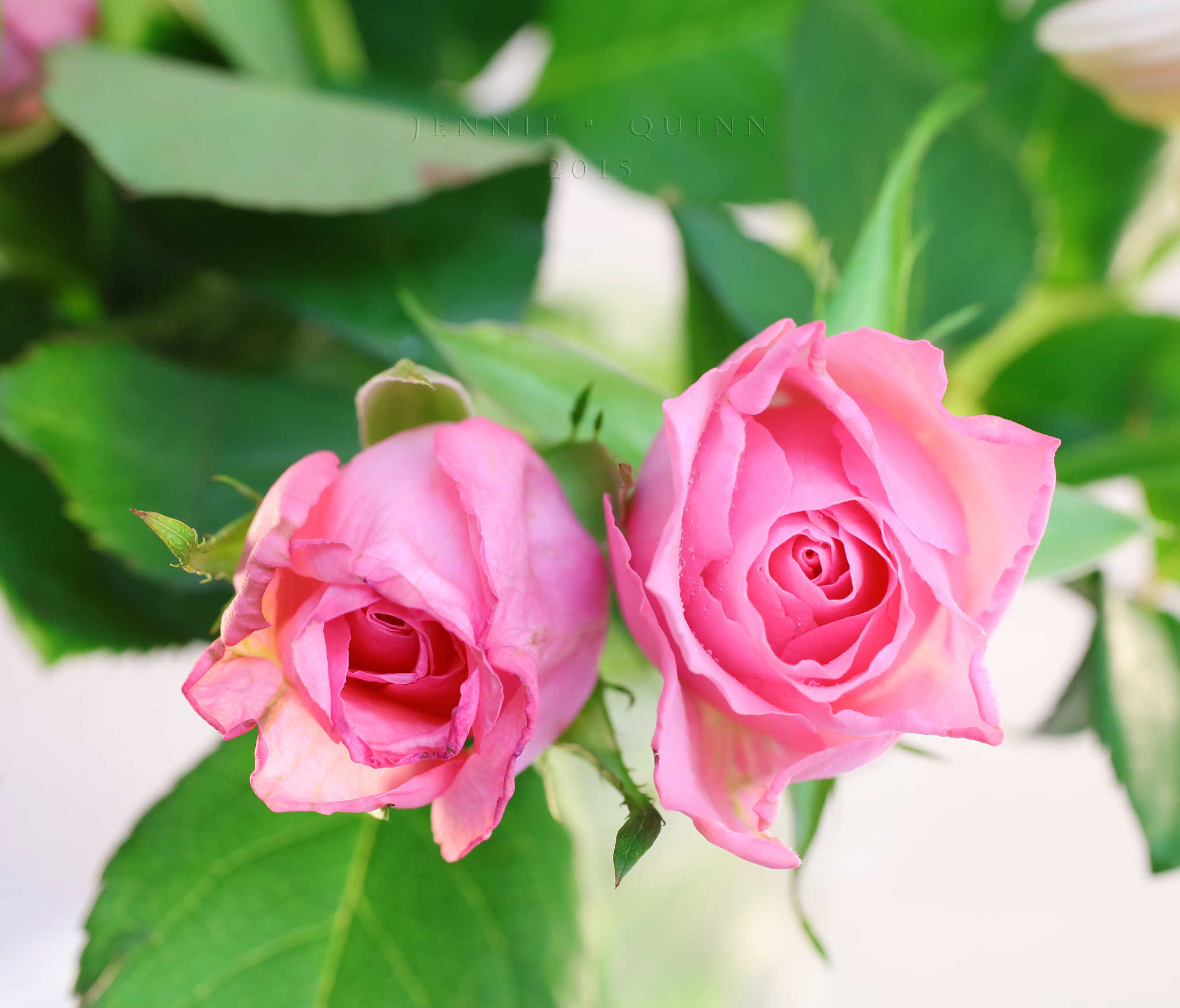 Canon EF 50mm F2.5 Macro sample photo. Abused photography