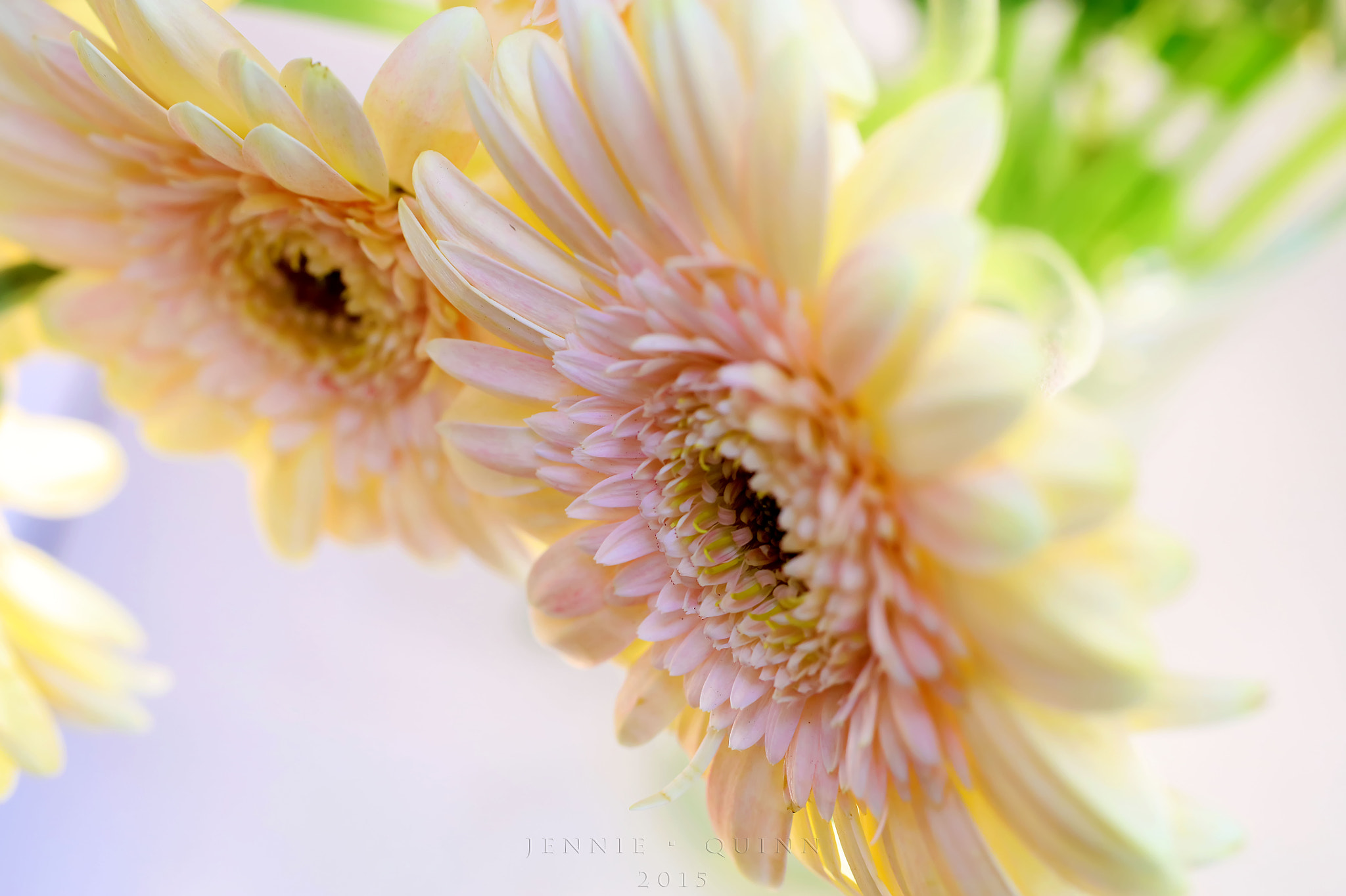 Canon EF 50mm F2.5 Macro sample photo. Gossipmongers photography