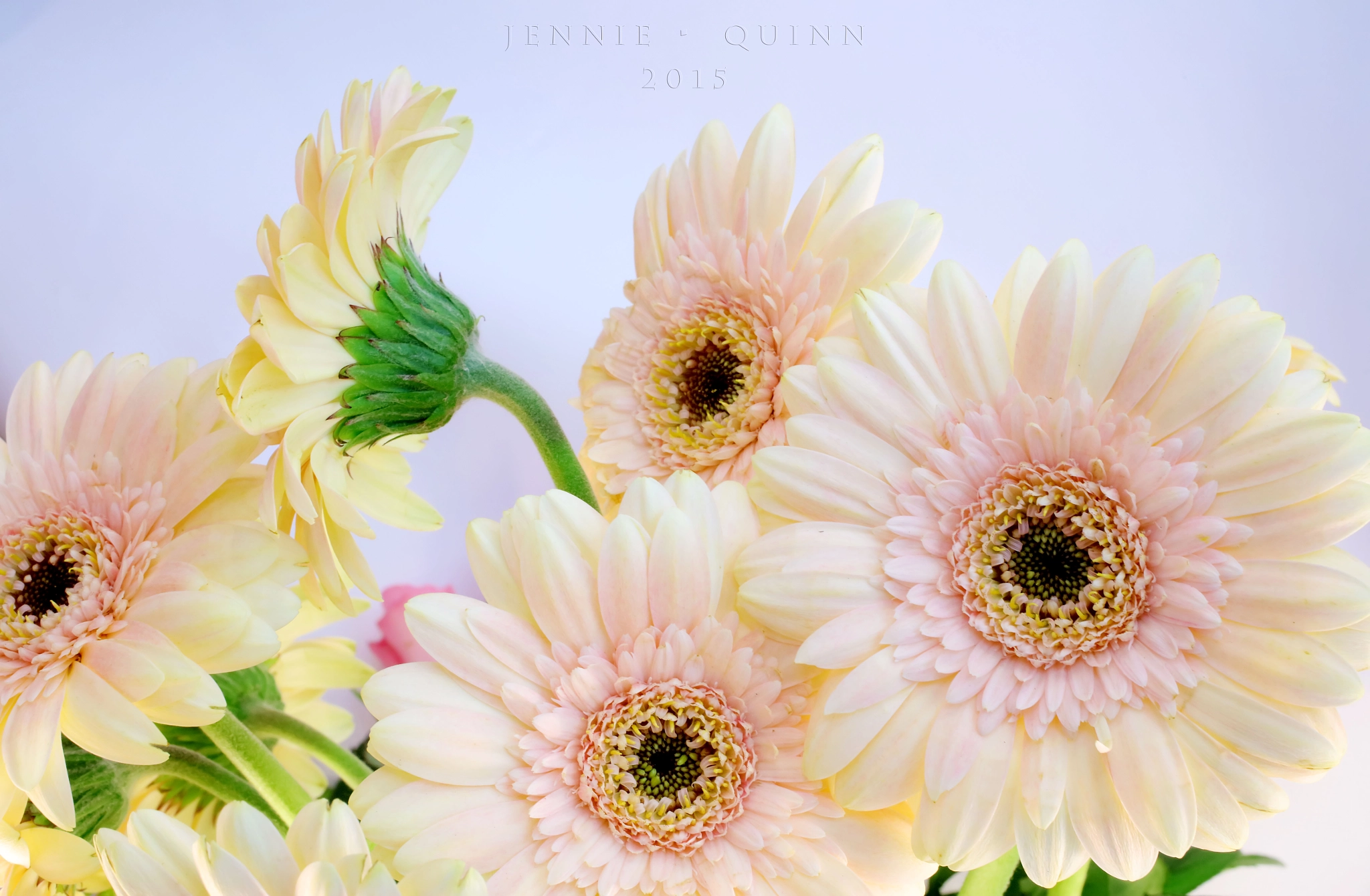 Canon EF 50mm F2.5 Macro sample photo. Tea party photography