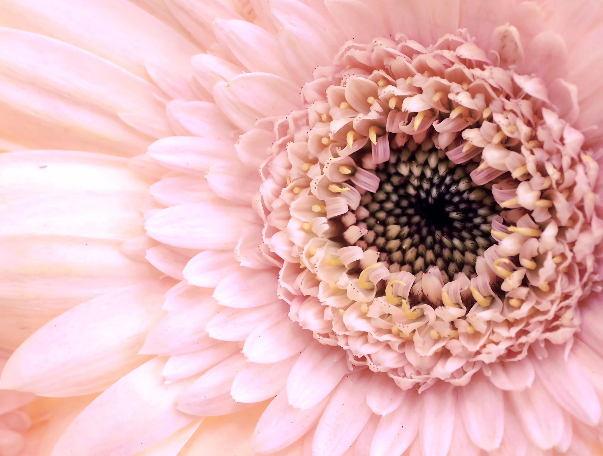 Canon EF 50mm F2.5 Macro sample photo. Above all photography