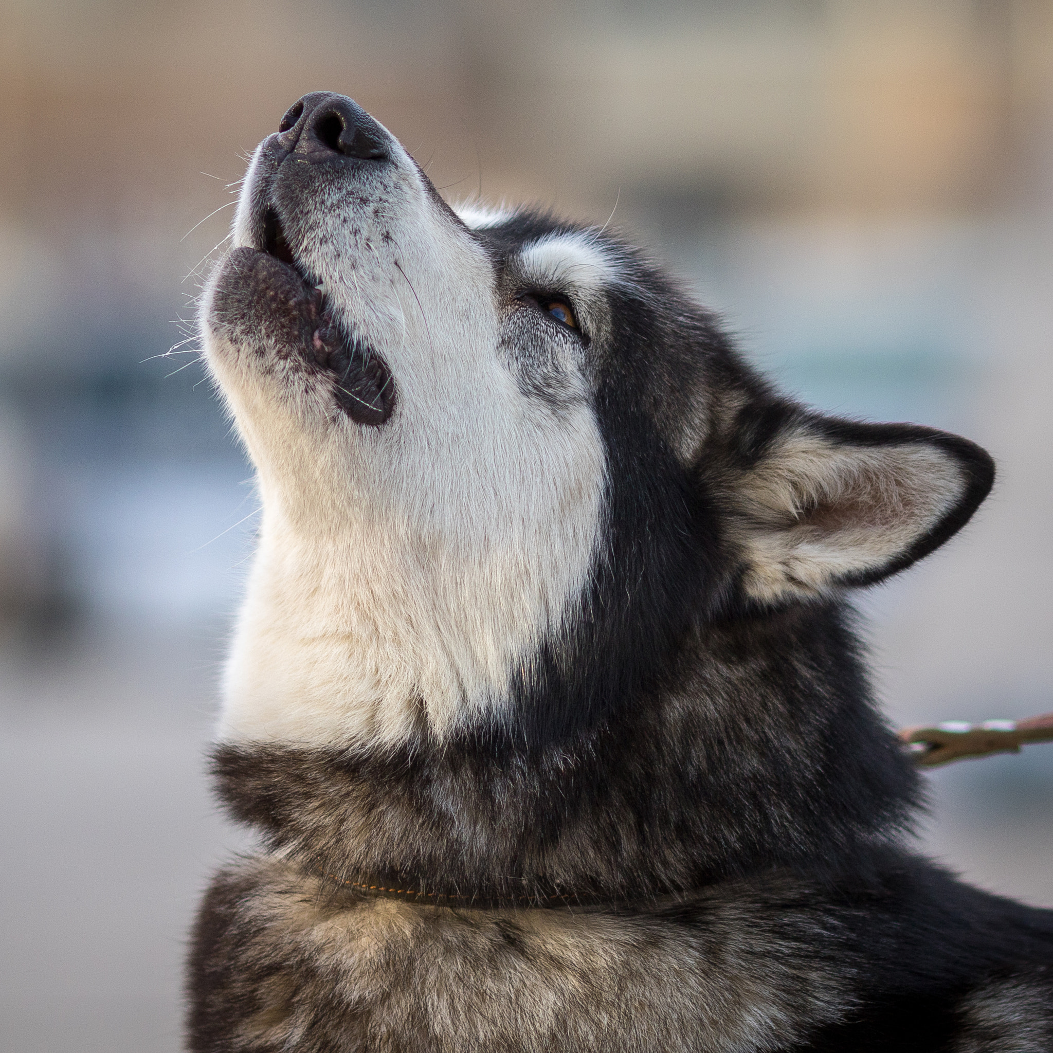 Canon EOS 7D Mark II + Canon EF 135mm F2L USM sample photo. Barking fluffy husky dog portrait photography