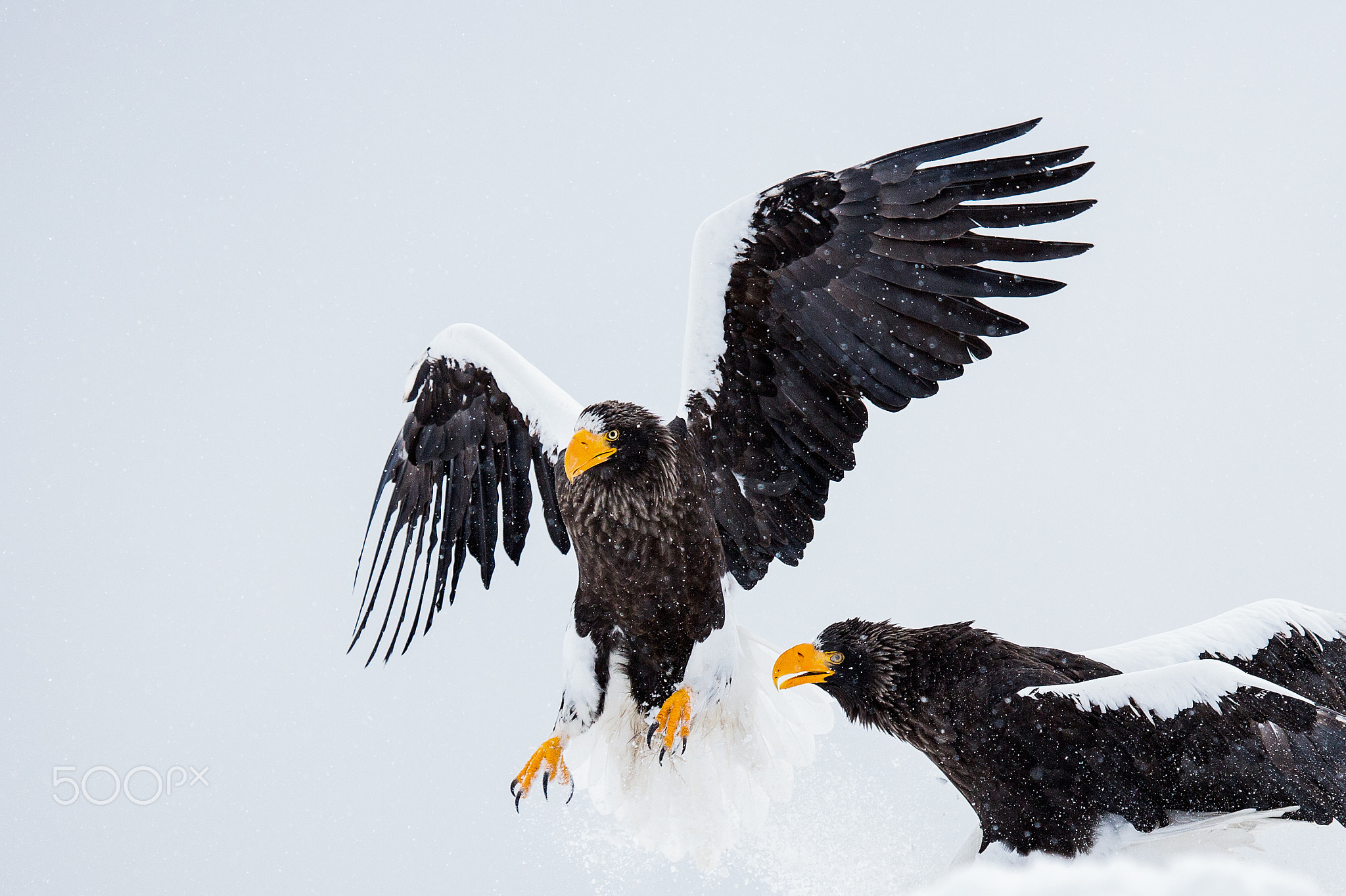 Stellar's sea eagle