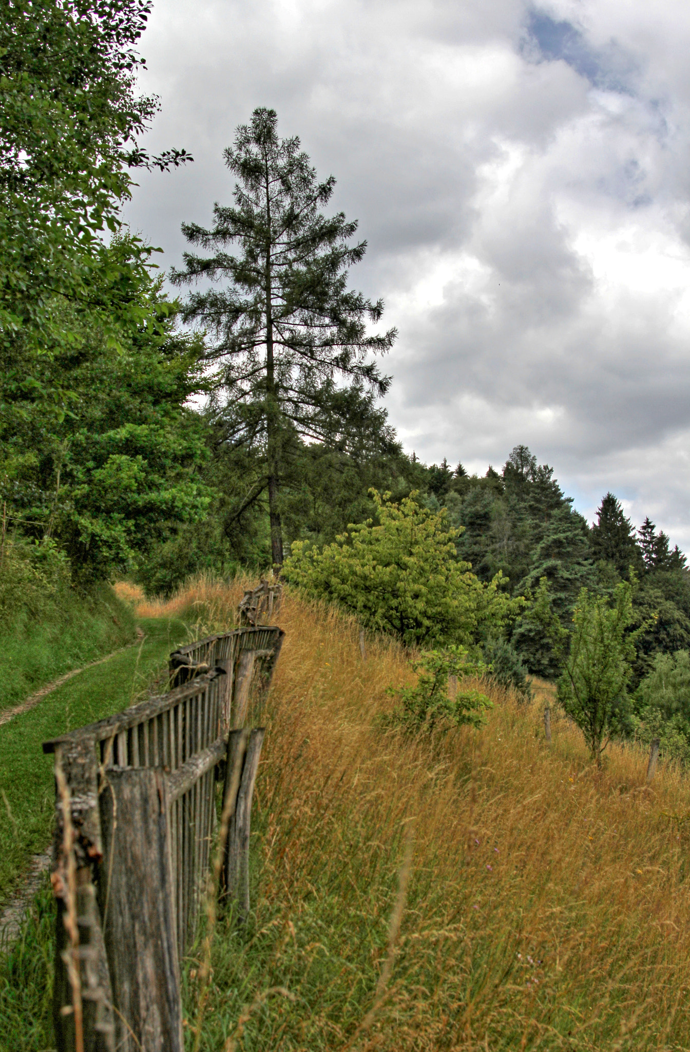 Canon EF 28-105mm f/3.5-4.5 USM sample photo. Larch photography