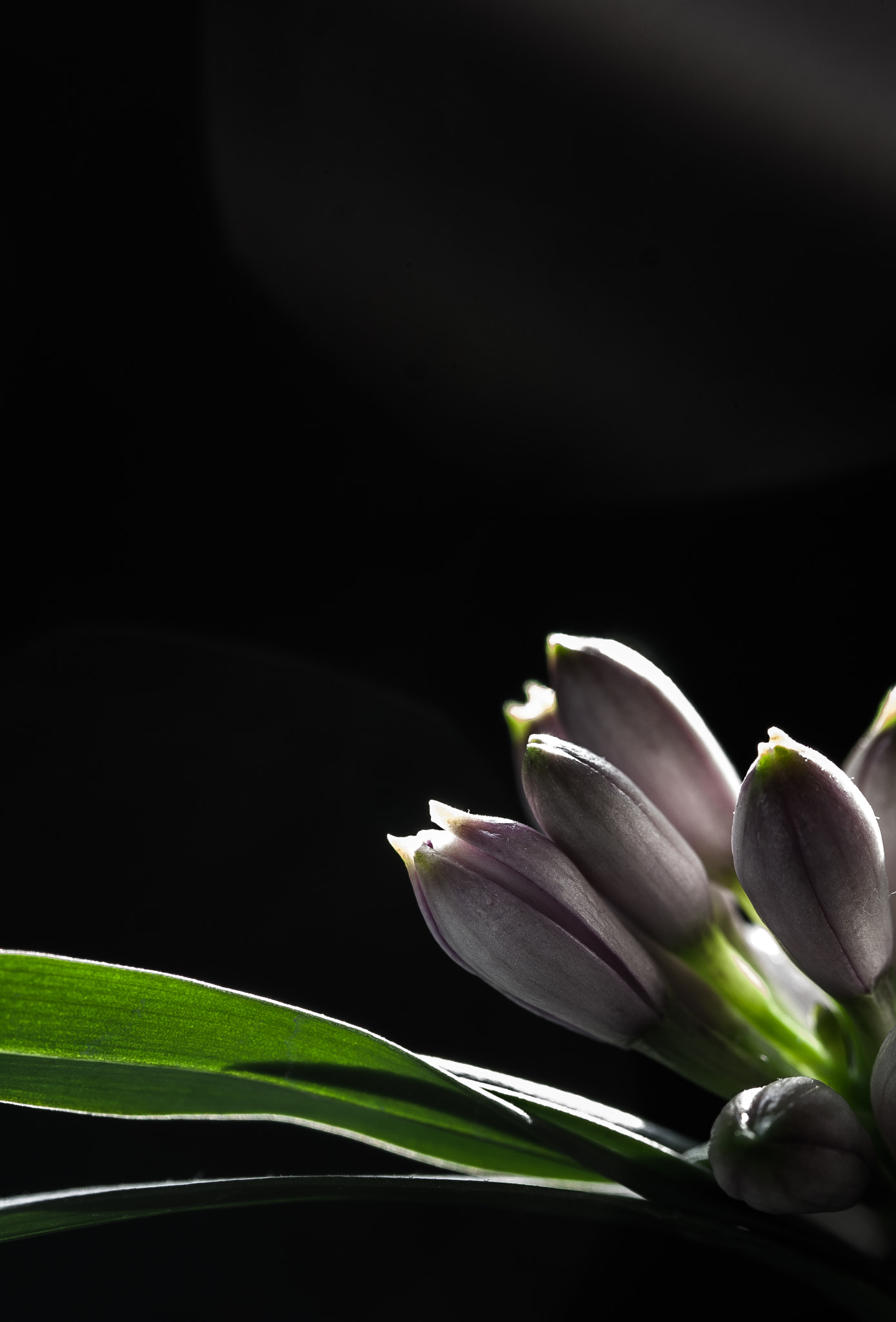 Canon EF-S 60mm F2.8 Macro USM sample photo. Little buddy photography