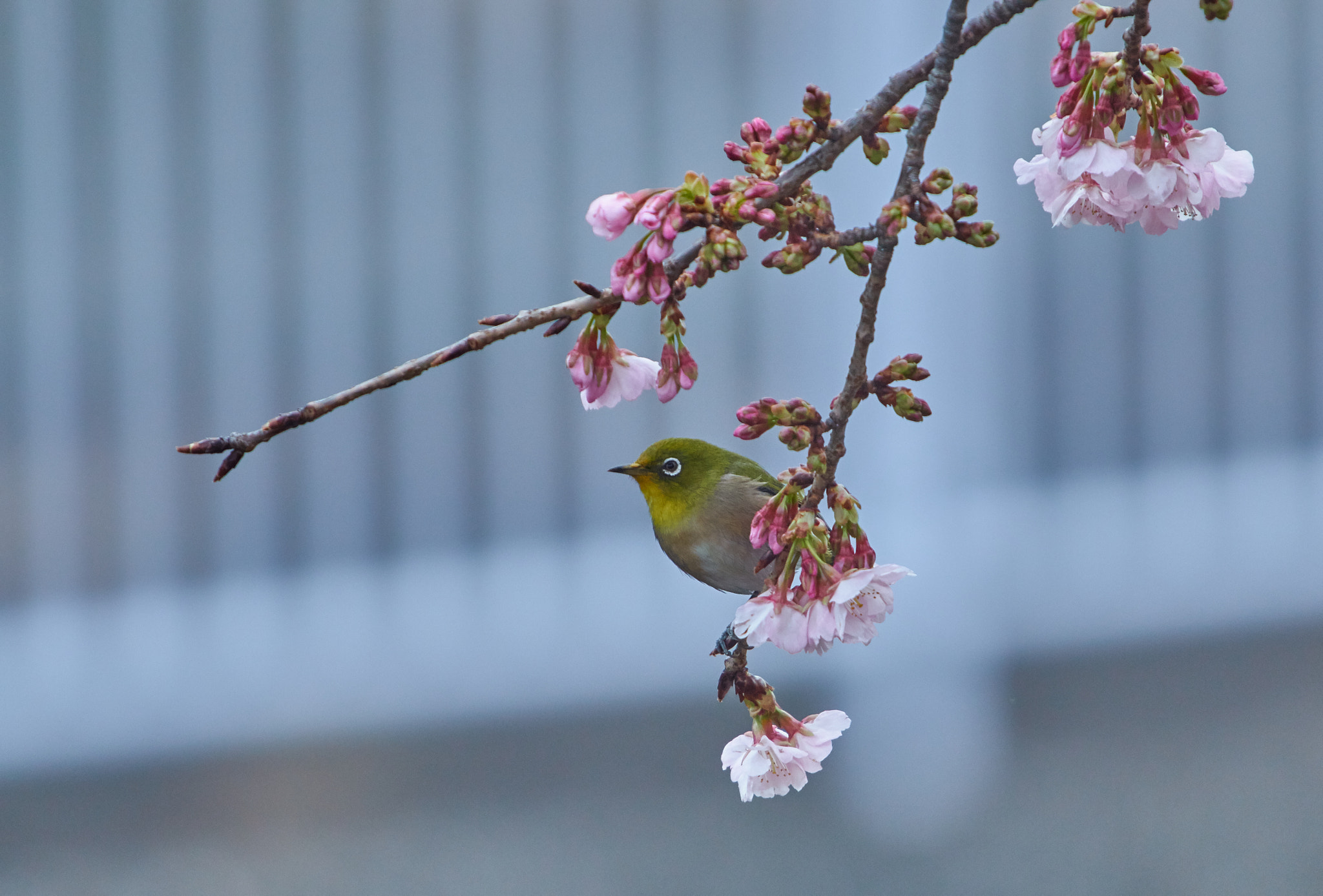 Canon EF 70-200mm F2.8L IS USM sample photo. Mejiro photography