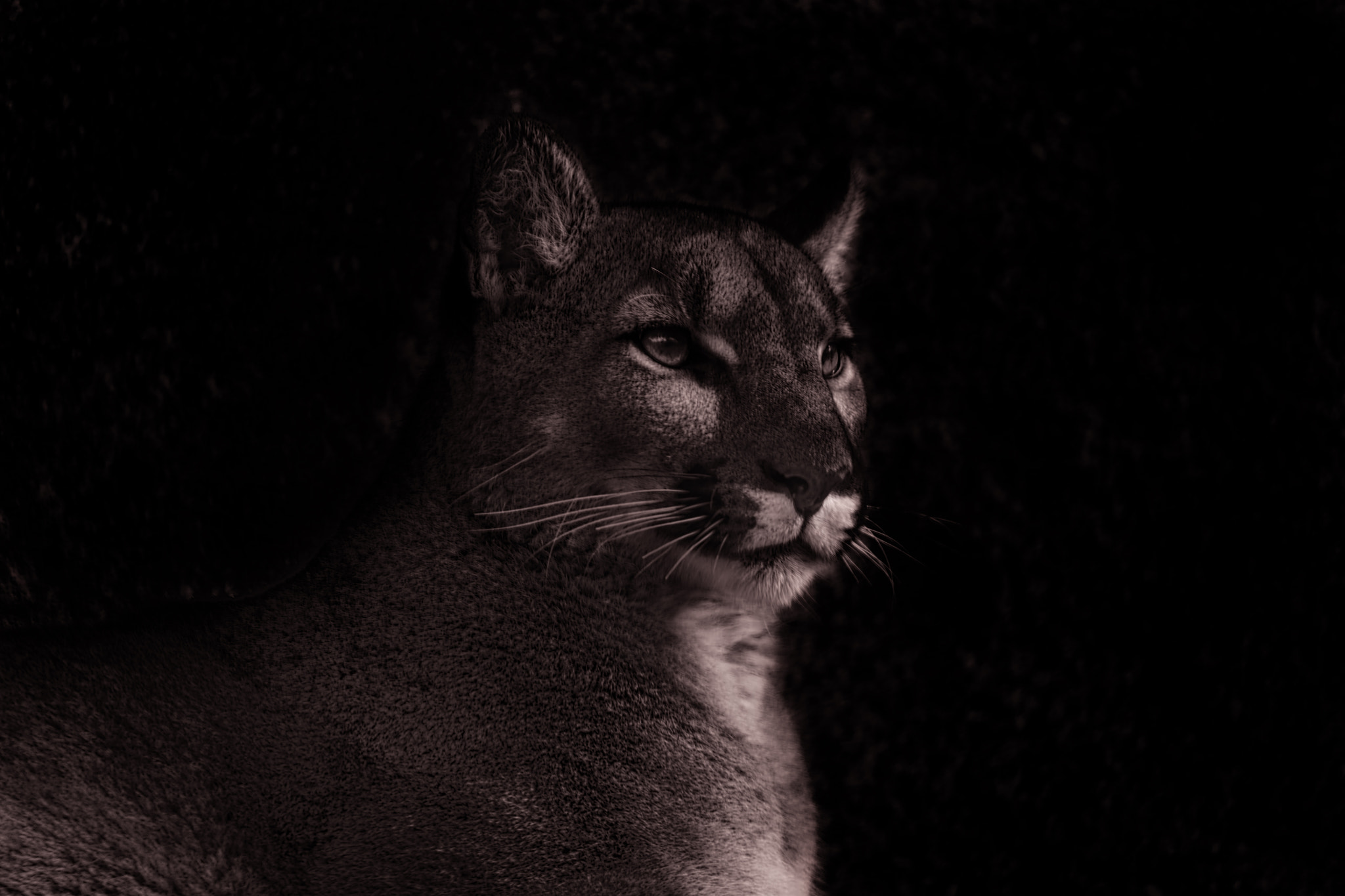 Tamron SP 150-600mm F5-6.3 Di VC USD sample photo. Mountain lion photography