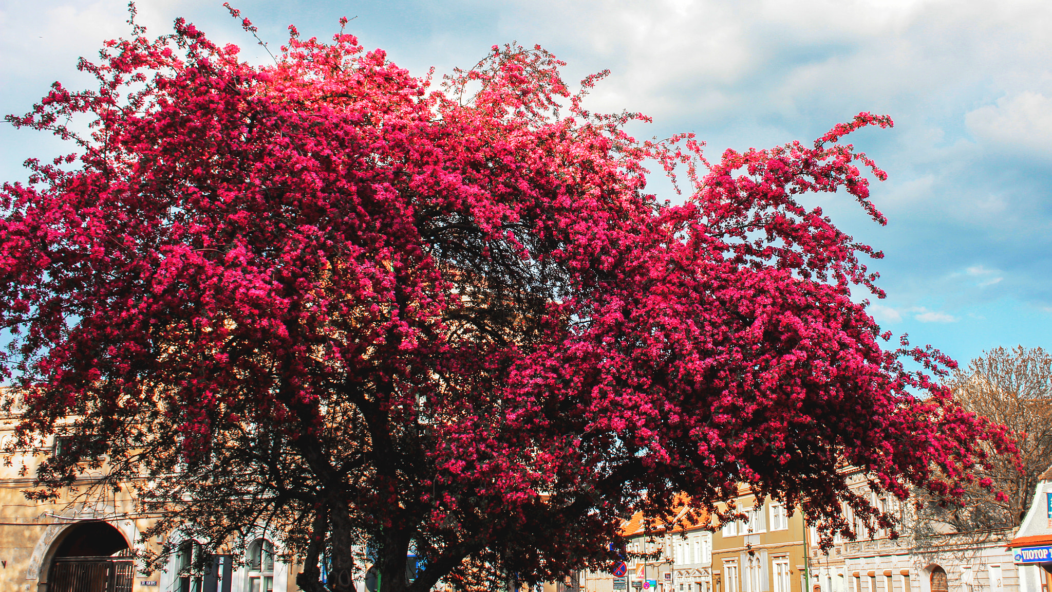 Canon EF-S 18-55mm F3.5-5.6 sample photo. Red tree in the city photography