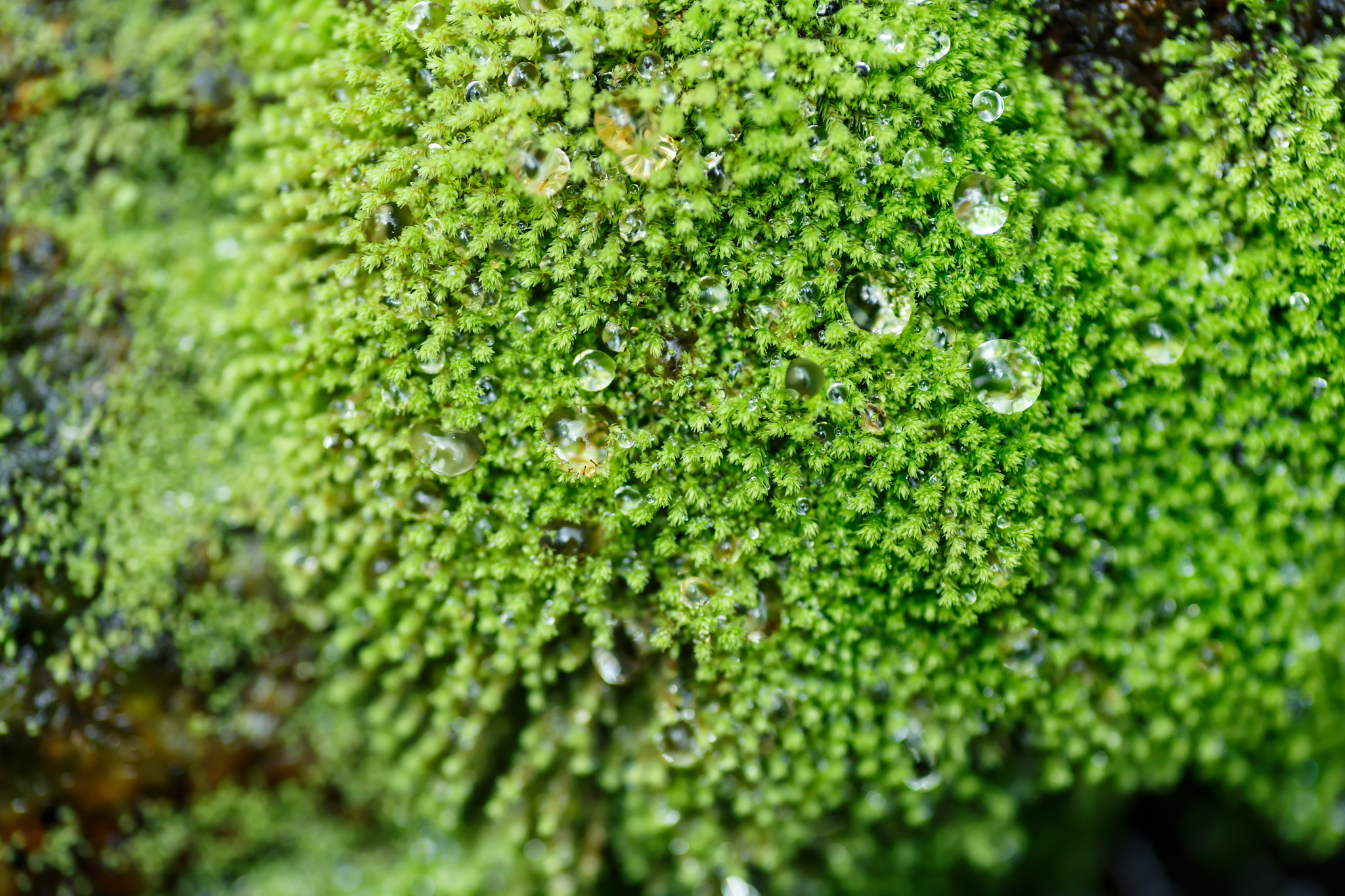 Tamron SP AF 90mm F2.8 Di Macro sample photo. Green moss texture, macro photography photography