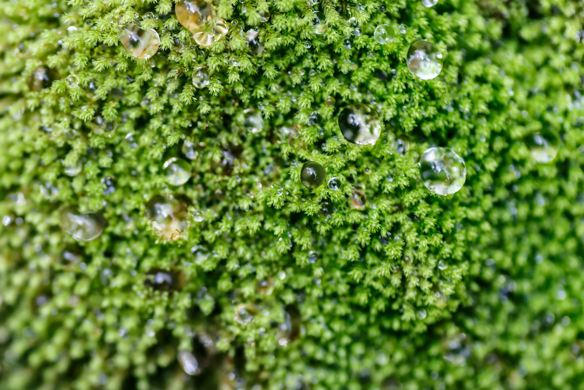 Tamron SP AF 90mm F2.8 Di Macro sample photo. Green moss texture, macro photography photography