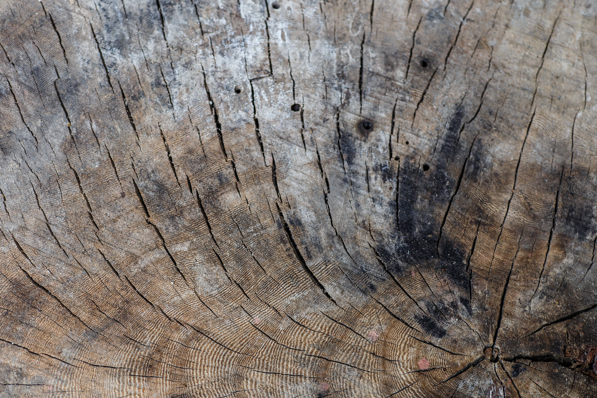 Tamron SP AF 90mm F2.8 Di Macro sample photo. Tree wood pattern detail, macro photography photography