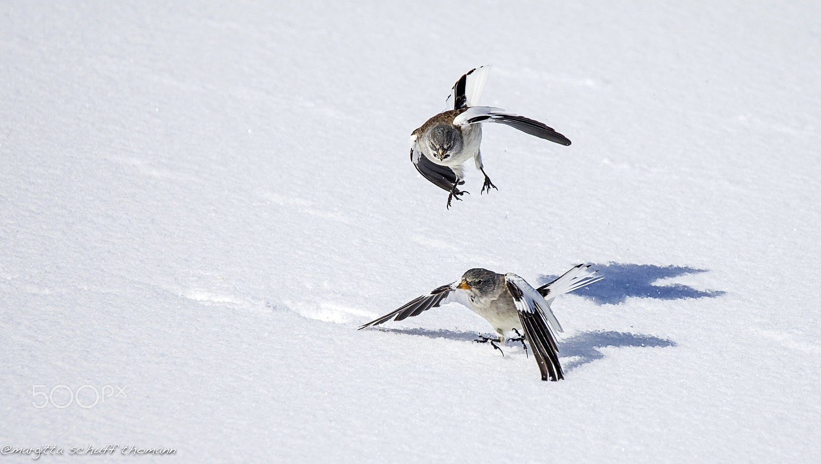 Tamron SP 150-600mm F5-6.3 Di VC USD sample photo. I'll take you... photography