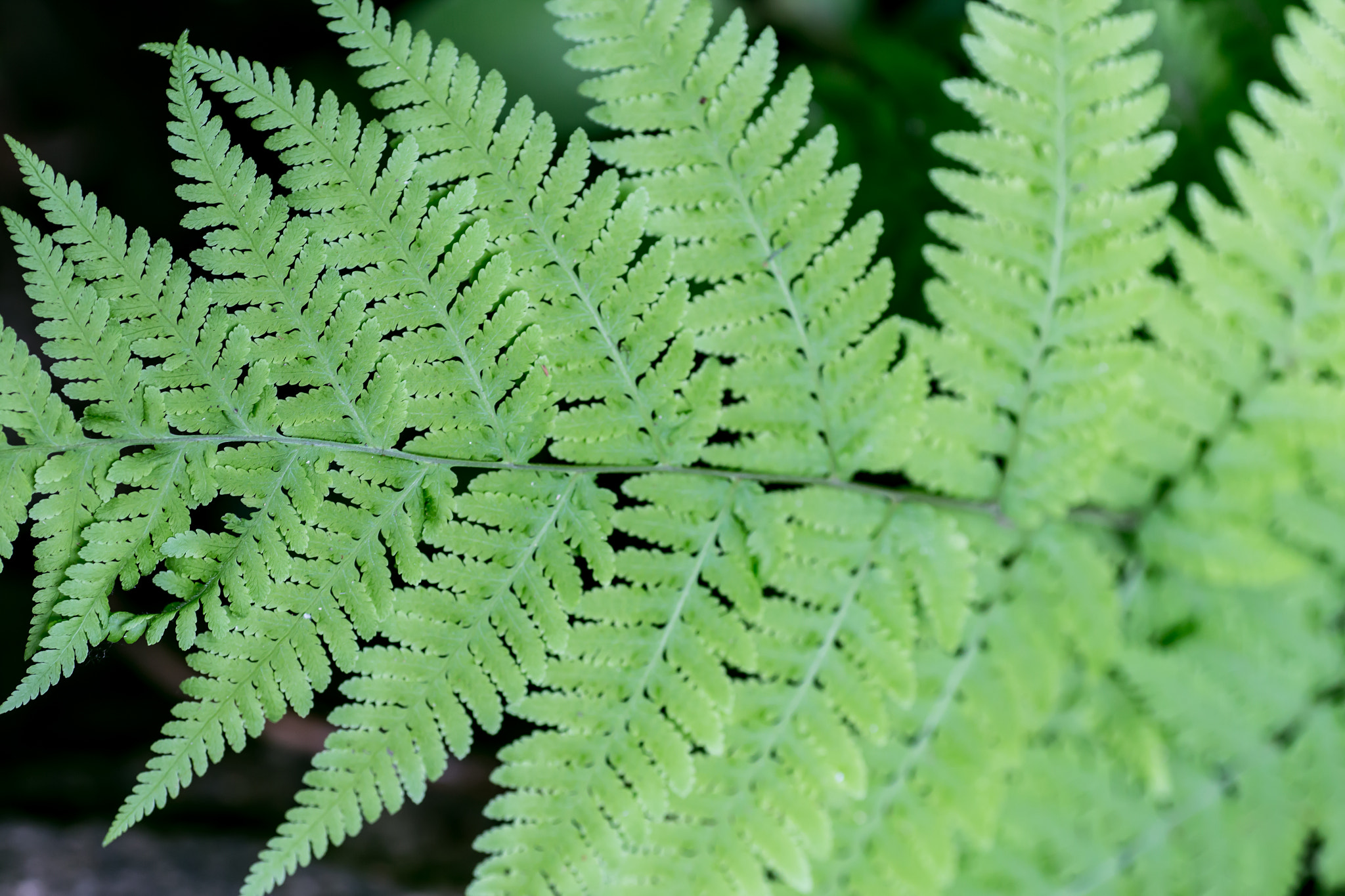 Canon EOS 6D + Tamron SP AF 90mm F2.8 Di Macro sample photo. Detail of a beautiful leaf of fern. photography