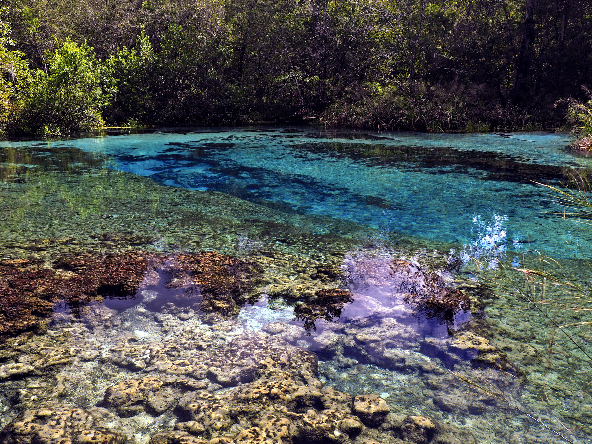 Olympus M.Zuiko Digital 14-42mm F3.5-5.6 II R sample photo. Wild ichetucknee head spring photography