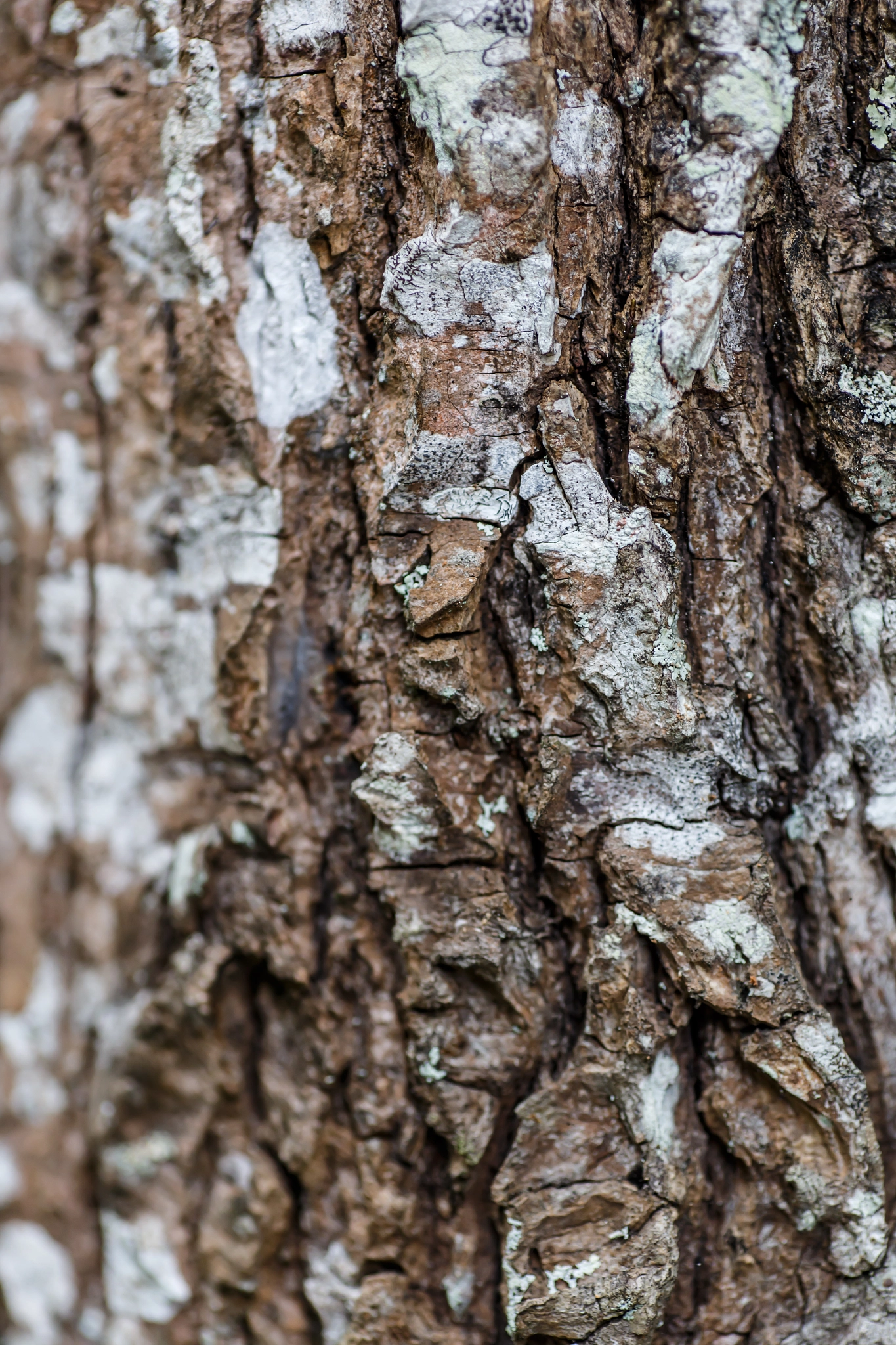 Canon EOS 6D + Tamron SP AF 90mm F2.8 Di Macro sample photo. Tree wood pattern detail, macro photography photography