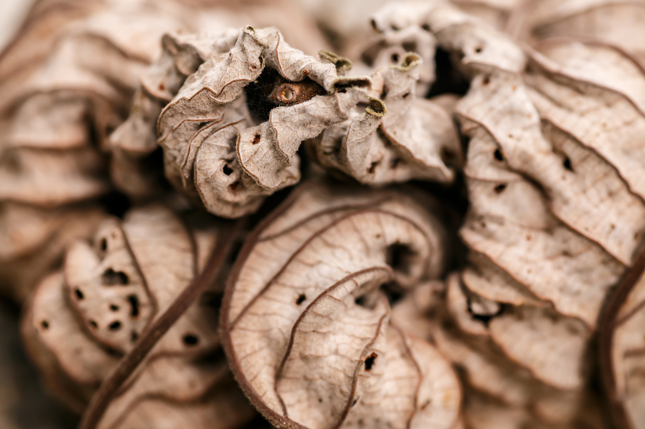 Canon EOS 6D + Tamron SP AF 90mm F2.8 Di Macro sample photo. Dry leaf detail, macro photography photography