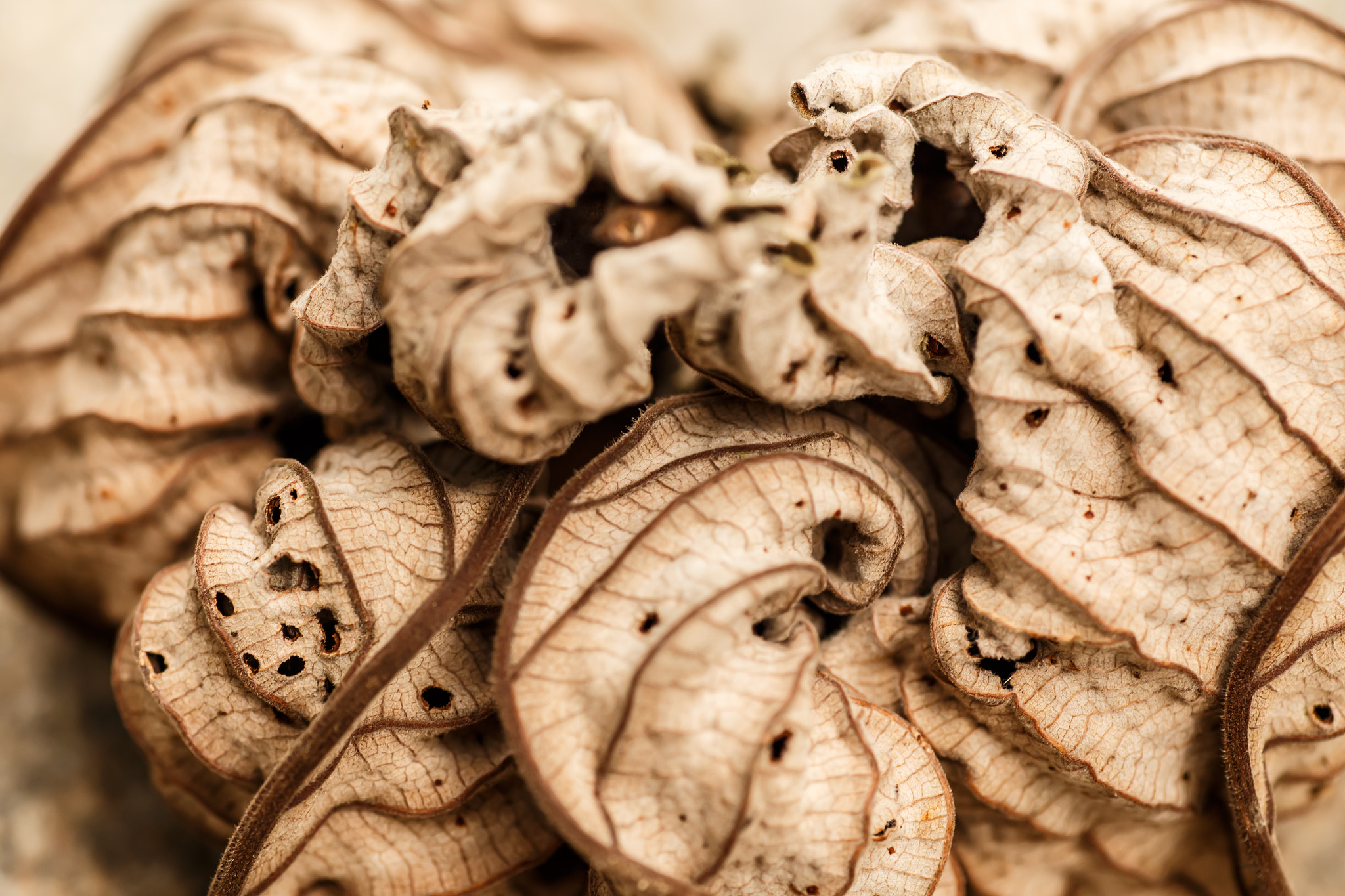 Tamron SP AF 90mm F2.8 Di Macro sample photo. Dry leaf detail, macro photography photography