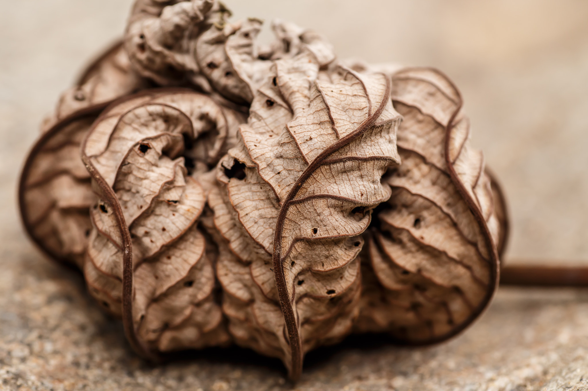 Canon EOS 6D + Tamron SP AF 90mm F2.8 Di Macro sample photo. Dry leaf detail, macro photography photography