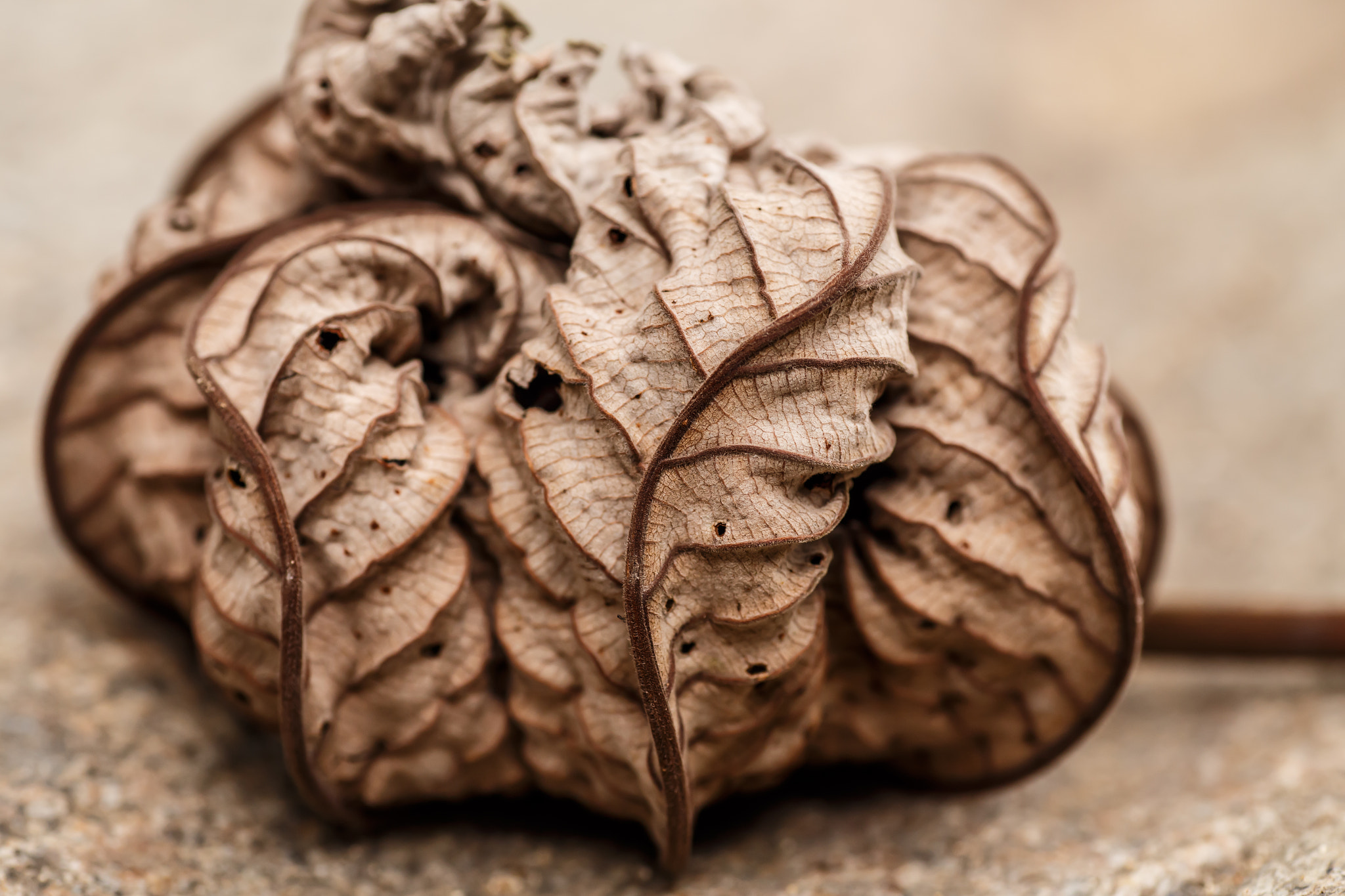 Tamron SP AF 90mm F2.8 Di Macro sample photo. Dry leaf detail, macro photography photography