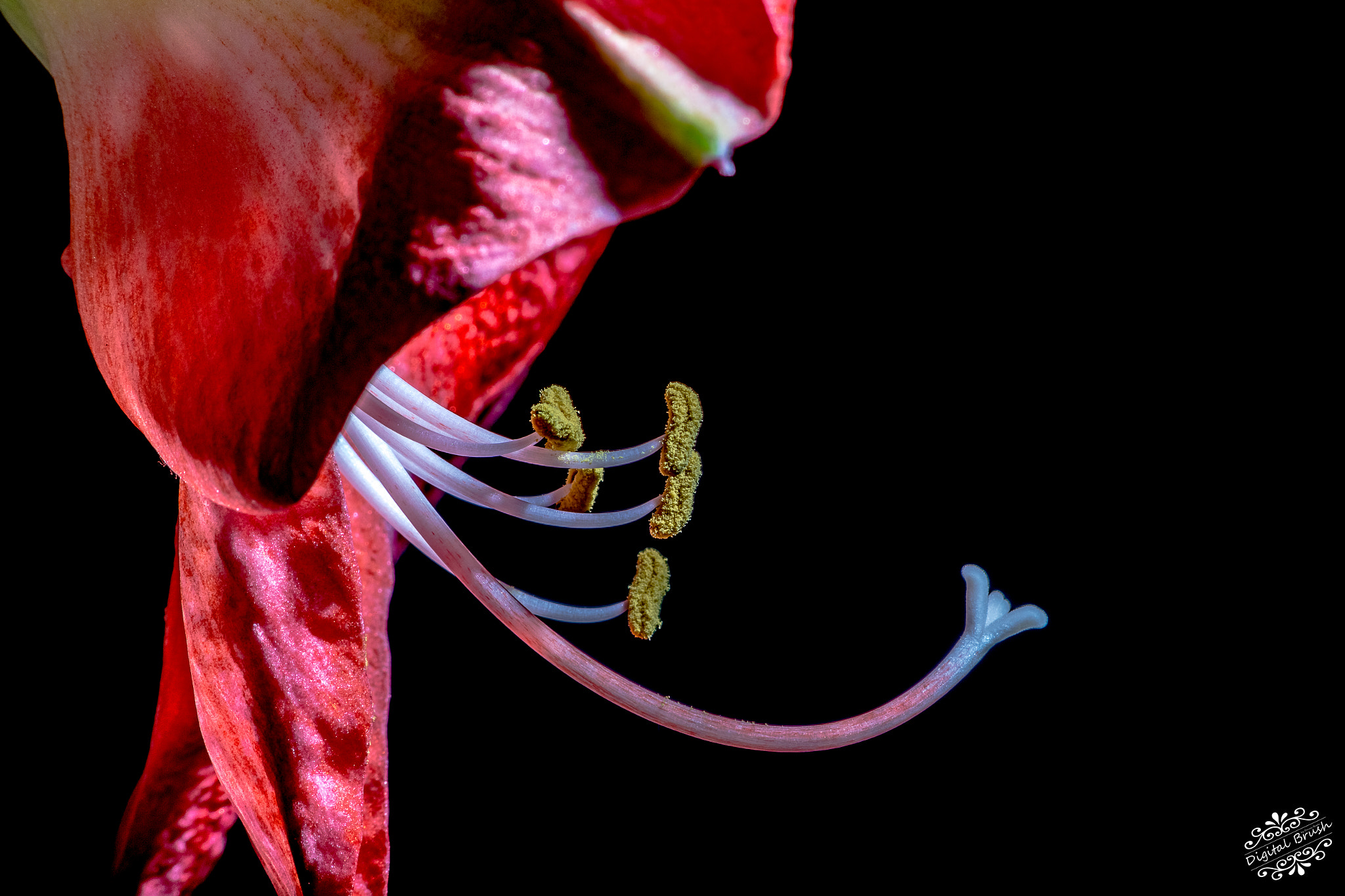 Sigma 70-300mm F4-5.6 APO DG Macro sample photo. Amaryllis photography