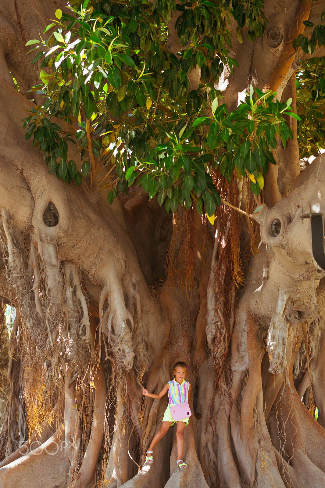 Nikon D3100 + Sigma 50mm F1.4 EX DG HSM sample photo. Ficus alley alicante, huge trees-giants, valencia, spain photography