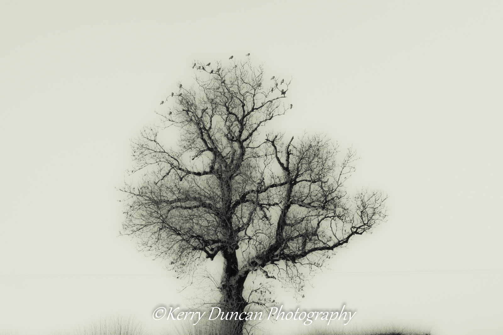 Sony ILCA-77M2 + Sigma 150-500mm F5-6.3 DG OS HSM sample photo. The memory of trees photography