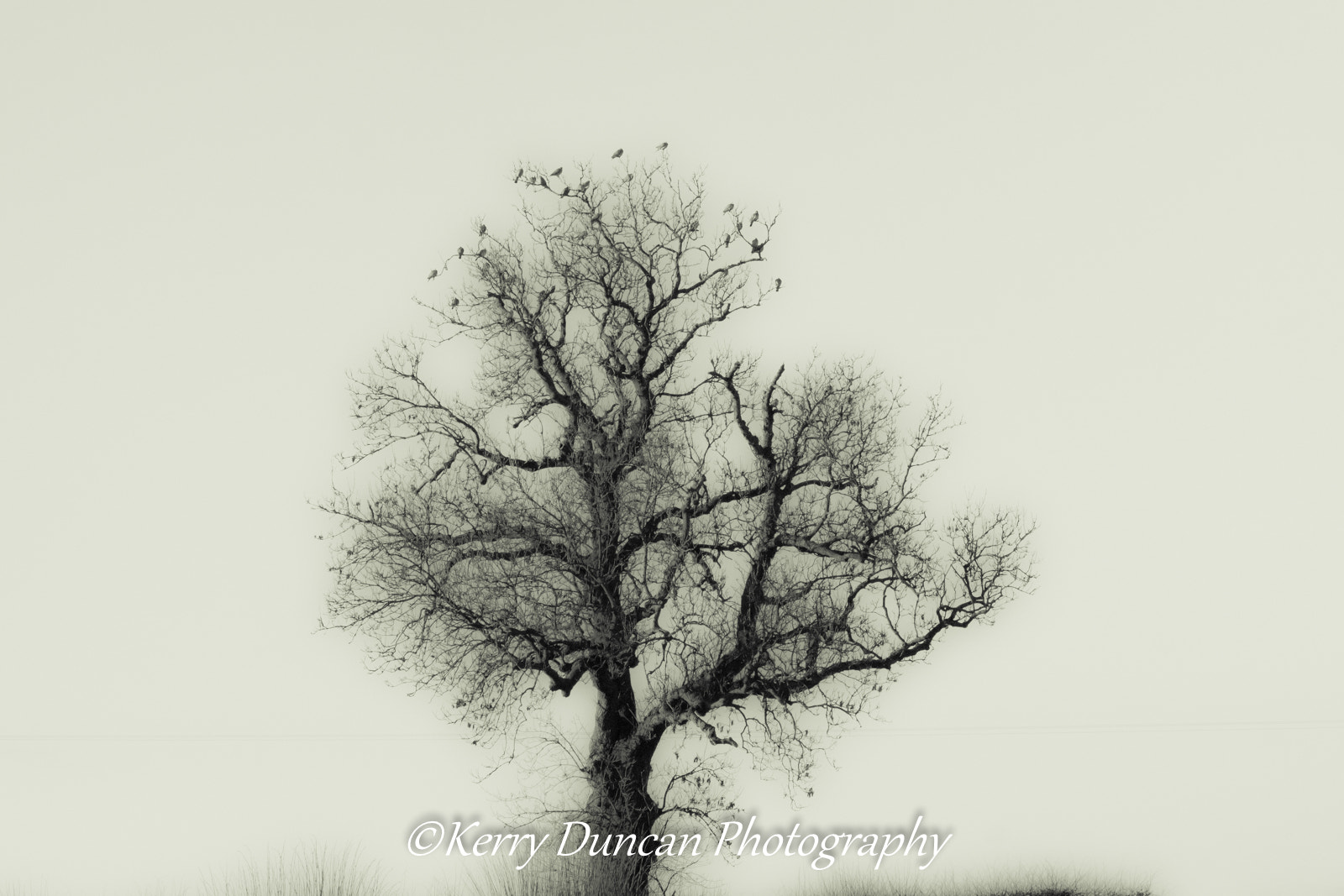 Sigma 150-500mm F5-6.3 DG OS HSM sample photo. The memory of trees photography