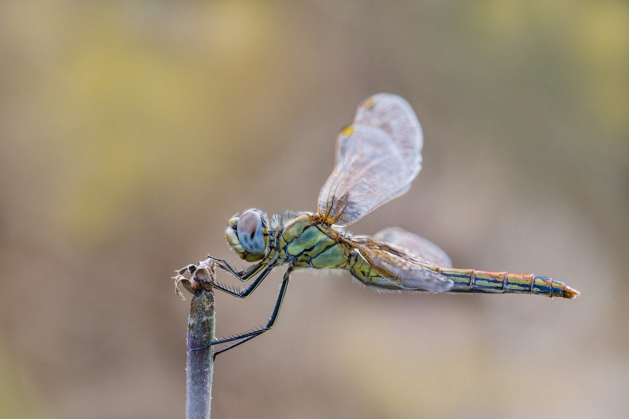 Tamron SP AF 180mm F3.5 Di LD (IF) Macro sample photo. Right angle photography
