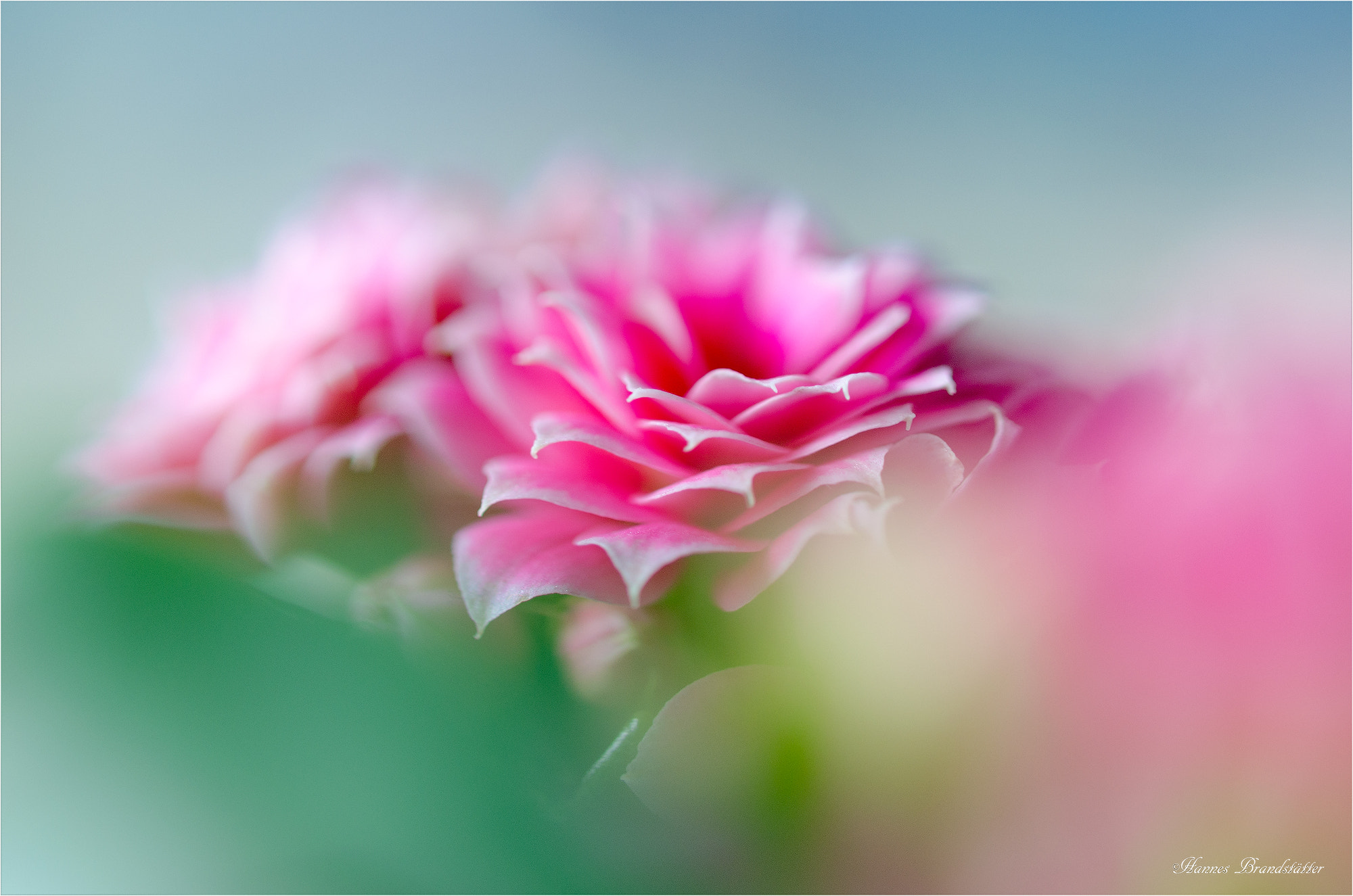 Nikon AF-S Micro-Nikkor 60mm F2.8G ED sample photo. Rosarote blume photography