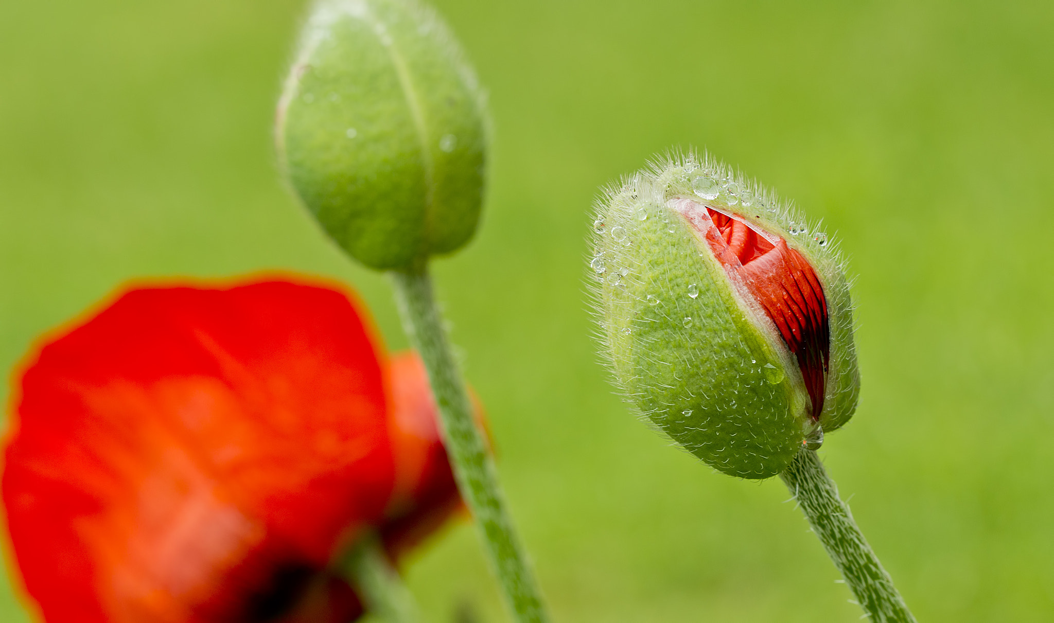 Canon EOS-1D Mark IV sample photo. Poppy preparing to pop (original) photography