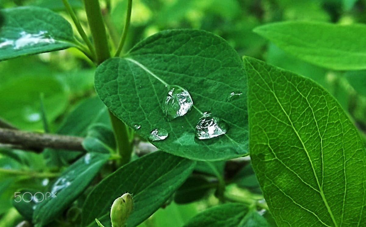 Kodak EASYSHARE M575 DIGITAL CAMERA sample photo. Water drops on leaves photography