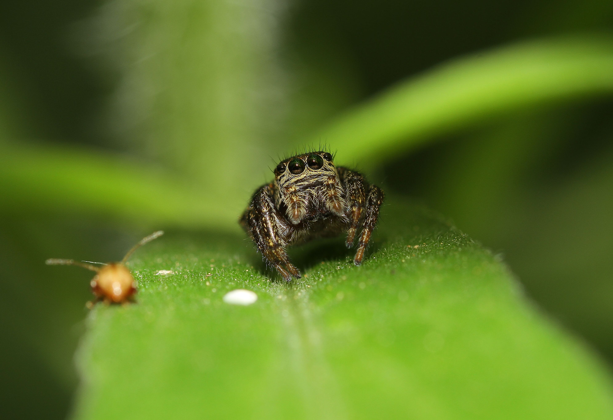 Canon 105mm sample photo