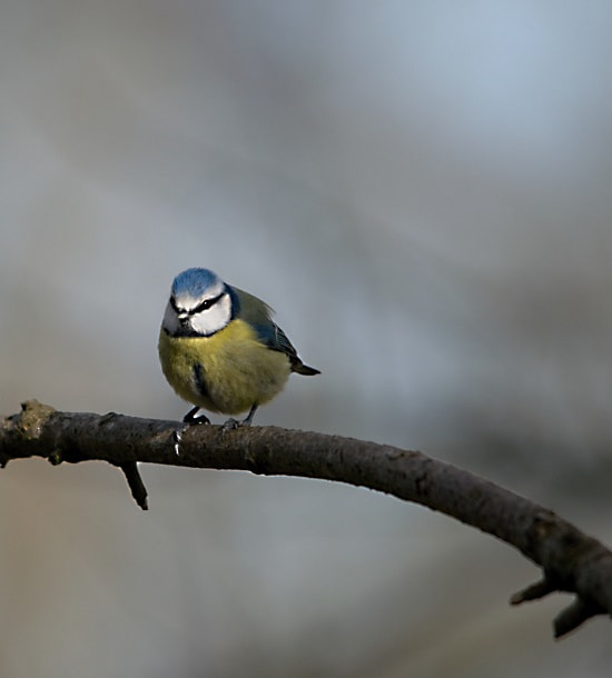 Sigma 150-500mm F5-6.3 DG OS HSM sample photo. Blue tit photography