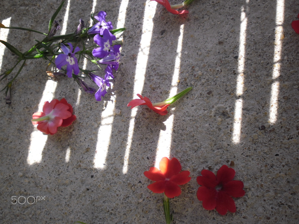 Samsung ES9/ ES8 sample photo. Anybody's guess at the pedestrian crossing photography