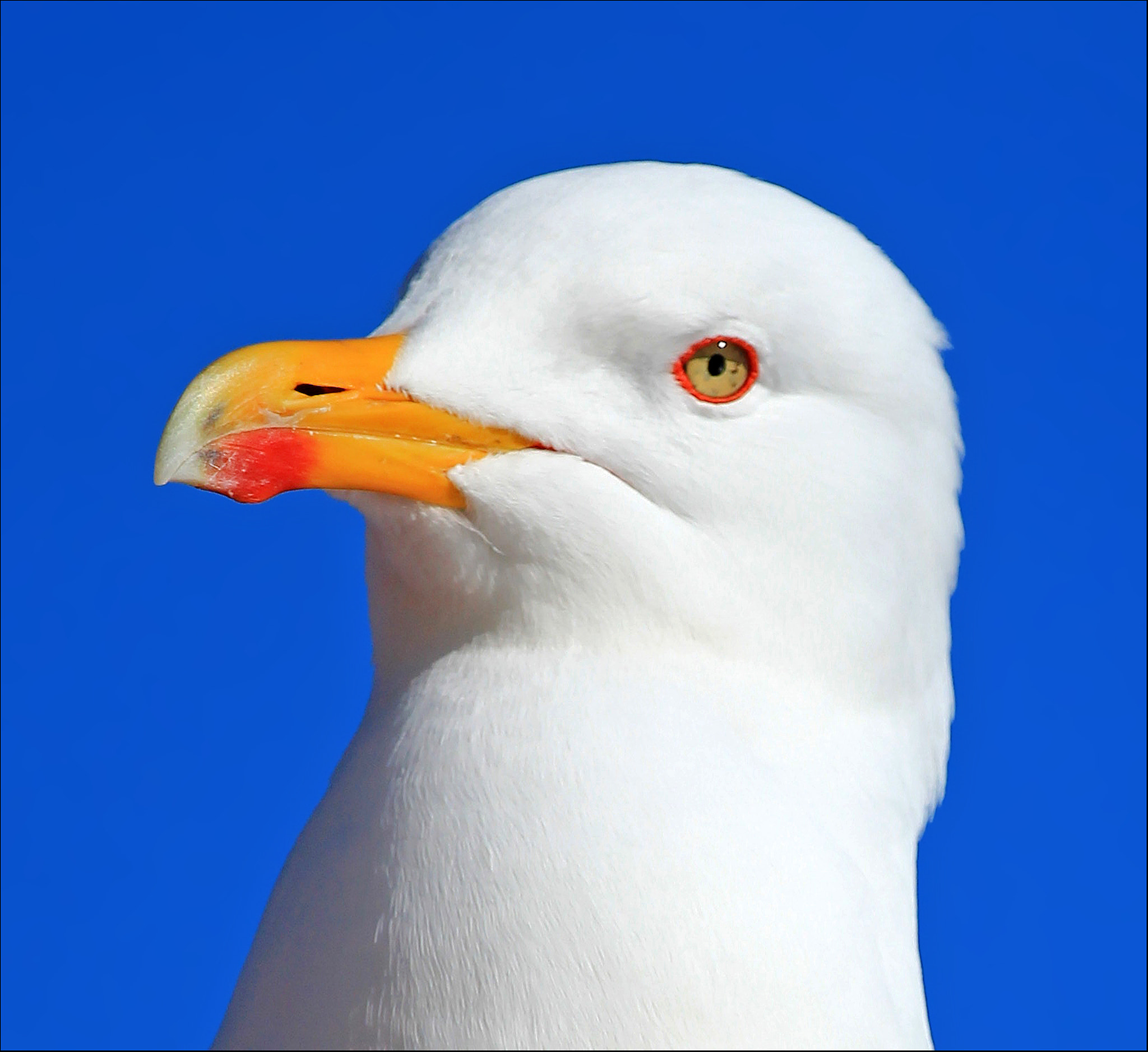 Canon EF 100-400mm F4.5-5.6L IS USM sample photo. Gaviota photography