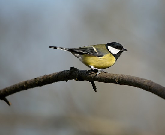 Sigma 150-500mm F5-6.3 DG OS HSM sample photo. Yellow tit photography