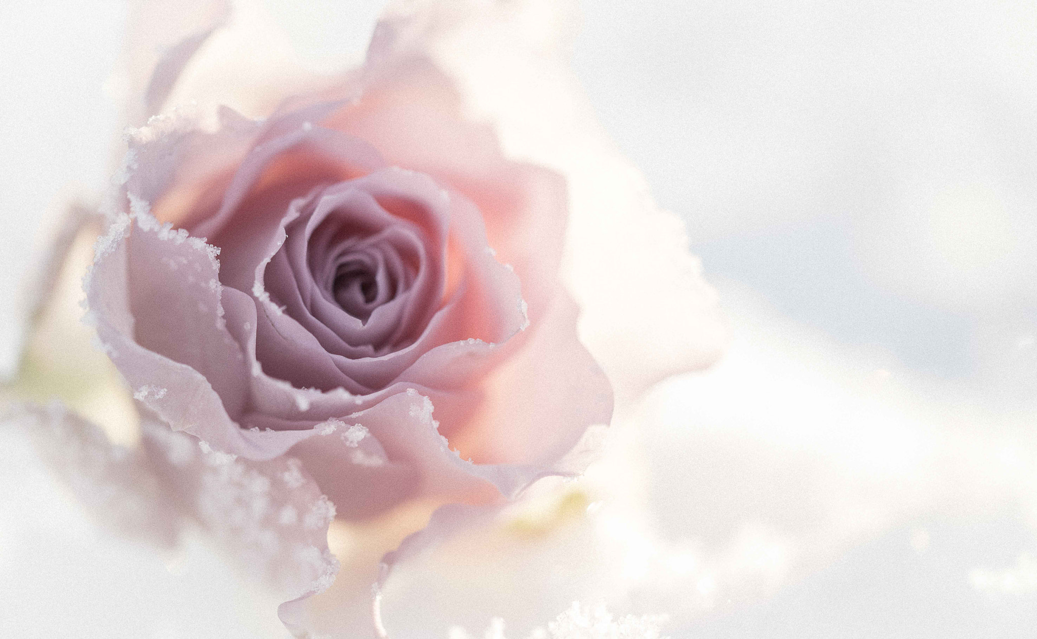 Sigma 105mm F2.8 EX DG OS HSM sample photo. Rose photography