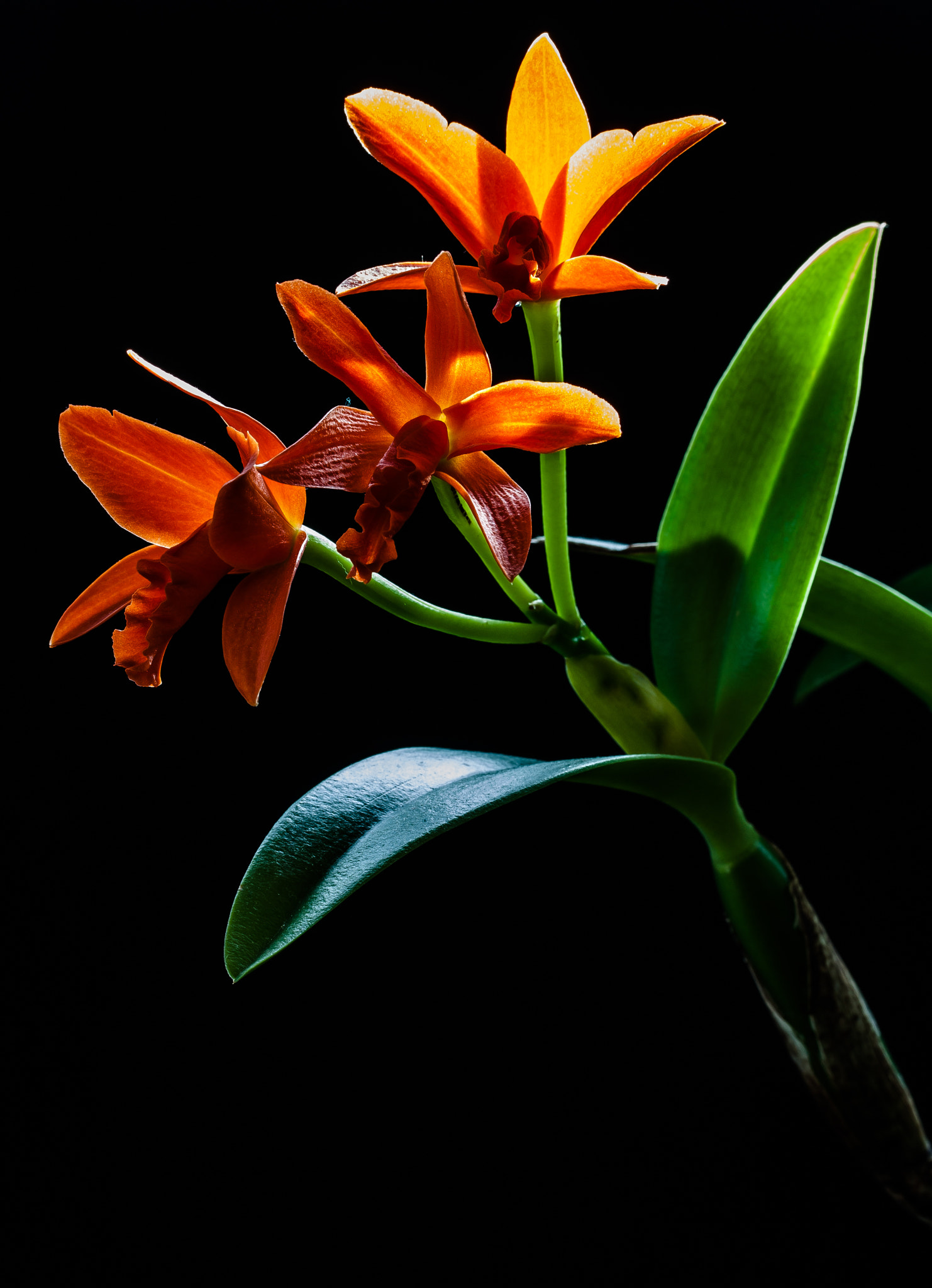 Canon EF-S 60mm F2.8 Macro USM sample photo. Orange orchid photography