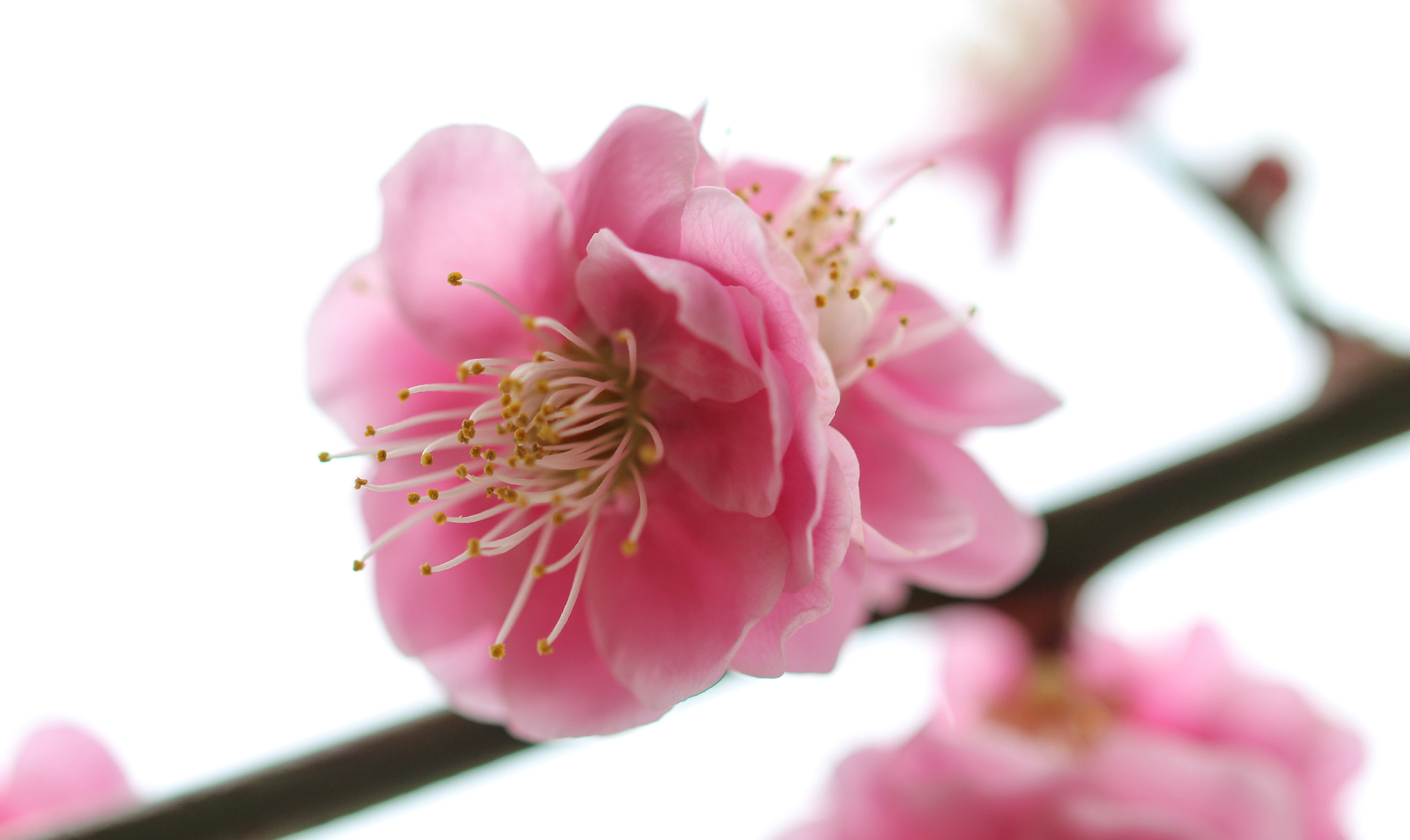 Sigma 105mm F2.8 EX DG OS HSM sample photo. Full bloom photography