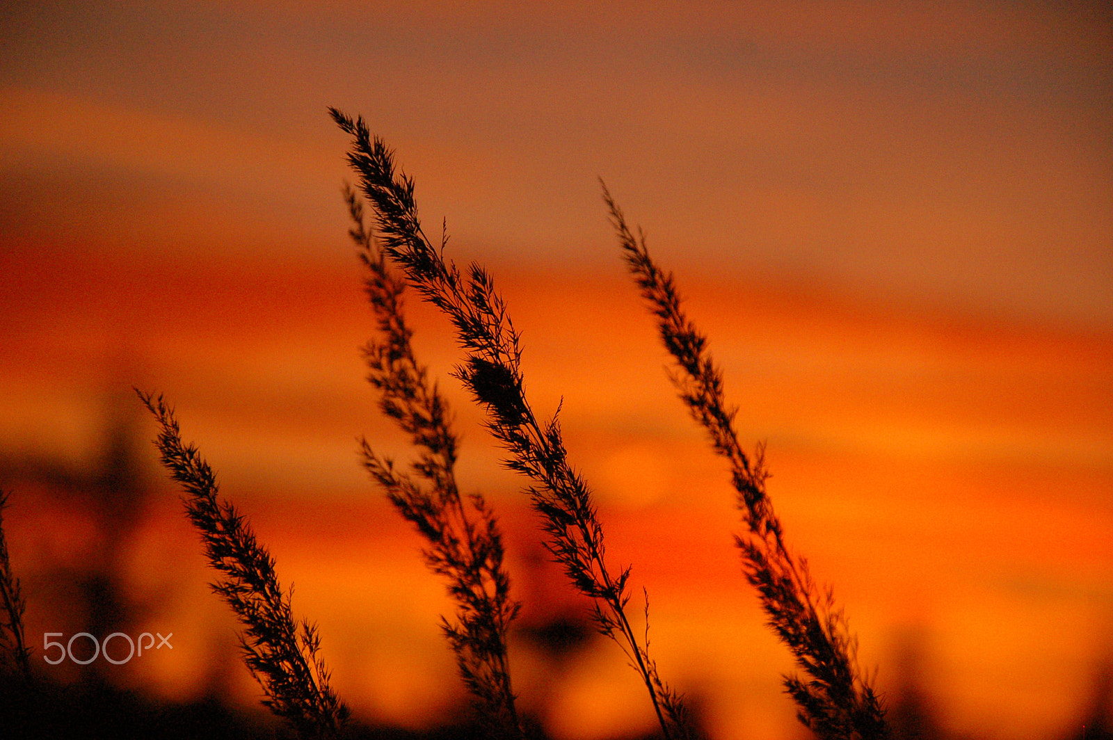 Nikon D50 sample photo. Processed with vsco photography