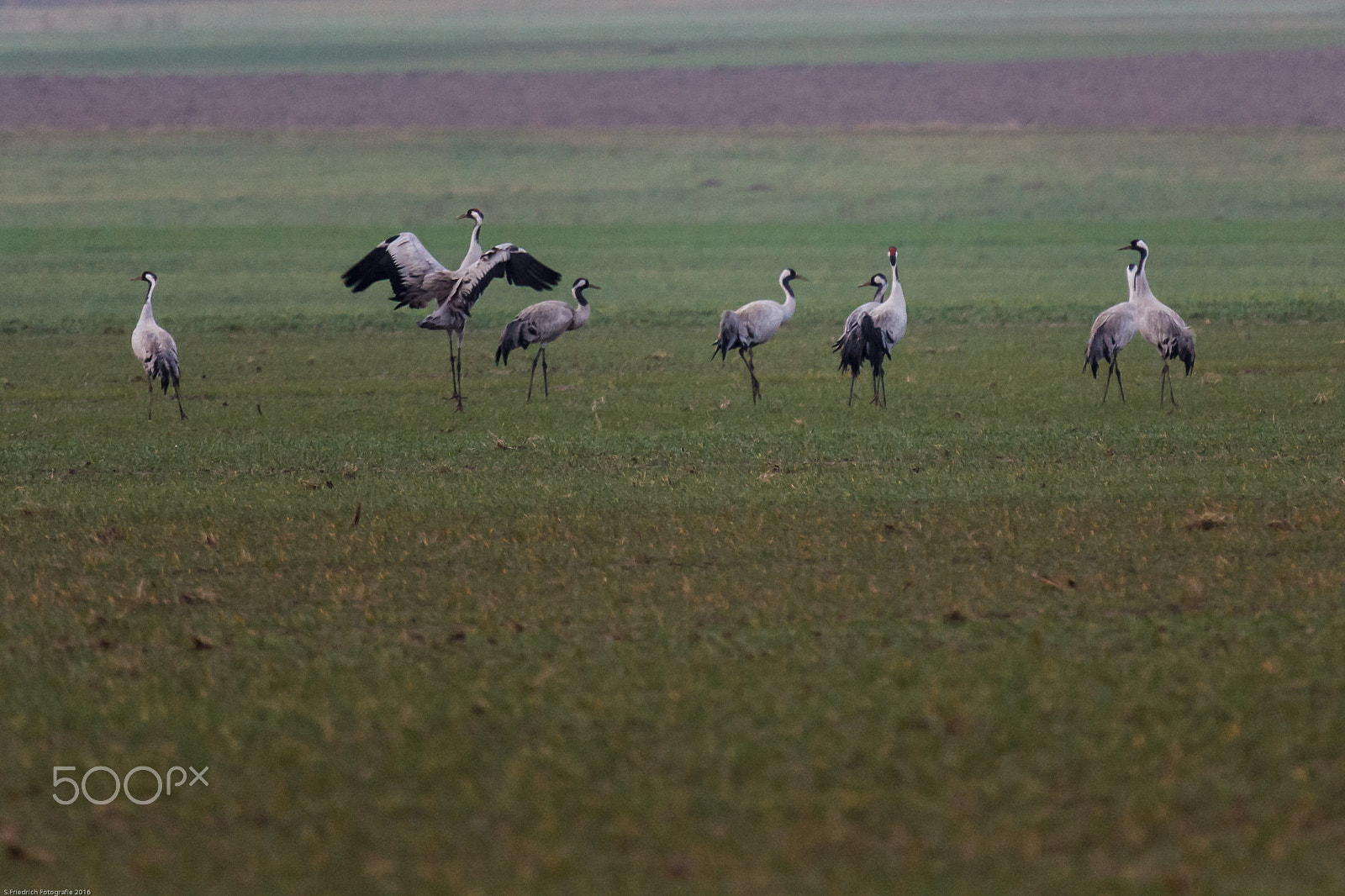 Sigma 50-500mm f/4-6.3 APO HSM EX sample photo. Cranes photography