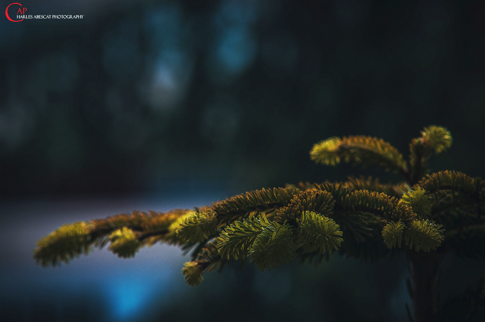 Sigma 70-200mm F2.8 EX DG Macro HSM II sample photo. Sapin photography