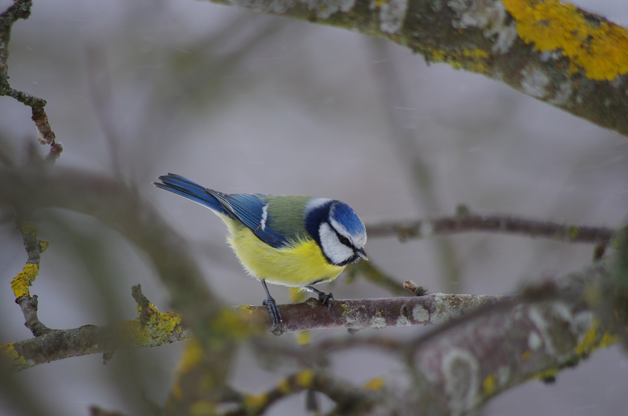 HD Pentax DA 55-300mm F4.0-5.8 ED WR sample photo. Cyanistes caeruleus photography