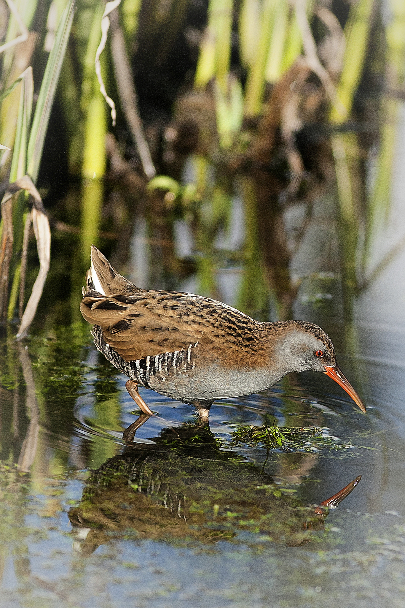 Canon EF 300mm F4L IS USM sample photo. Water rail photography
