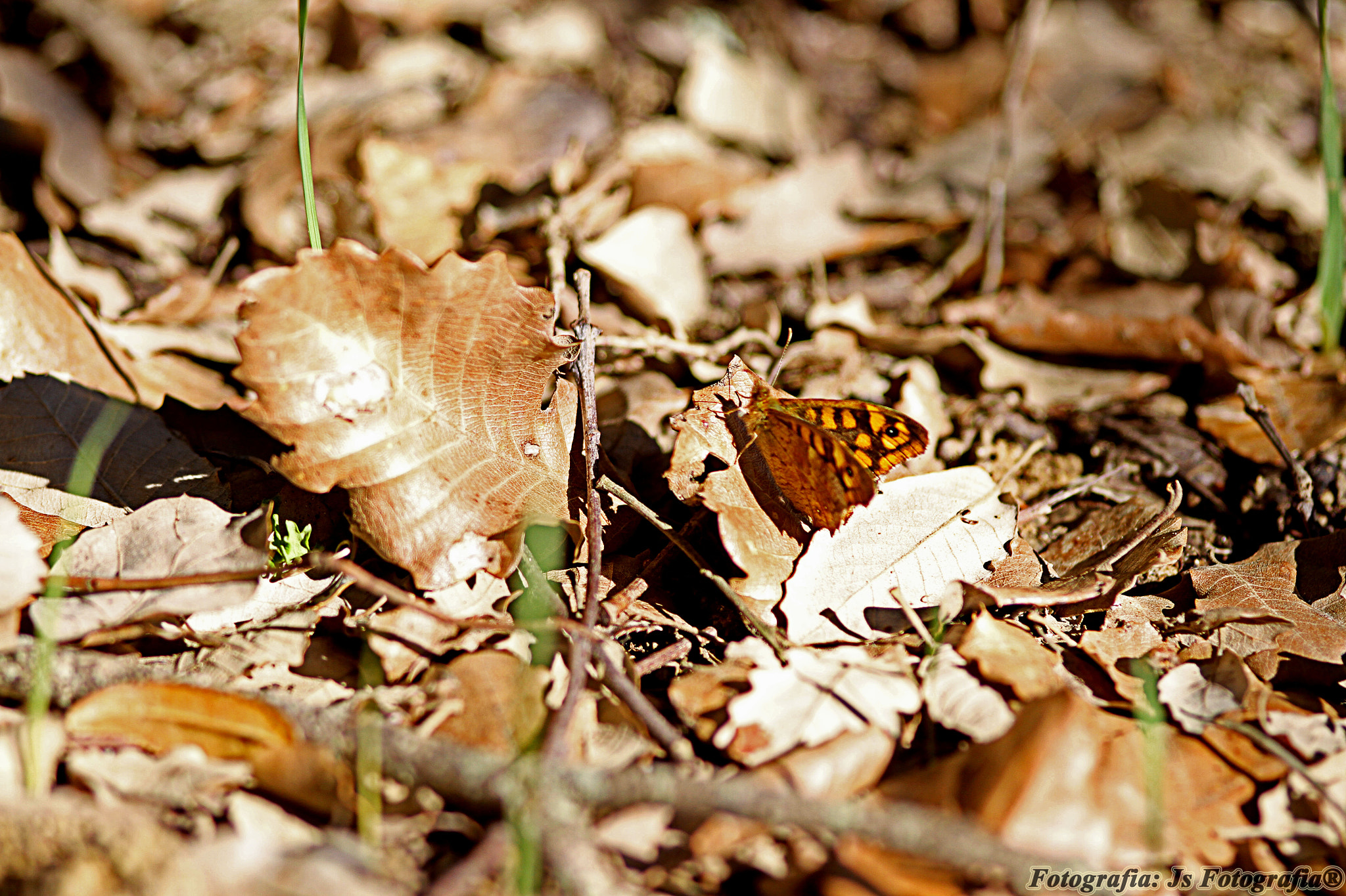 Canon EOS 7D + Sigma 105mm F2.8 EX DG Macro sample photo. Hidden photography