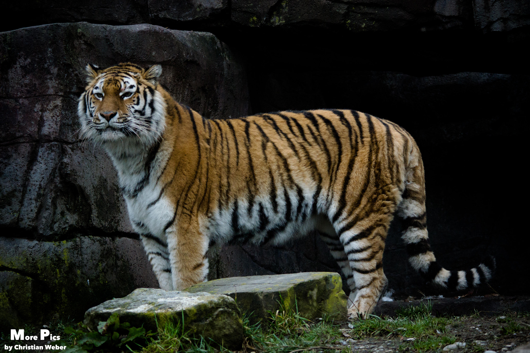 Sony SLT-A77 + Tamron 80-300mm F3.5-6.3 sample photo. Tiger photography