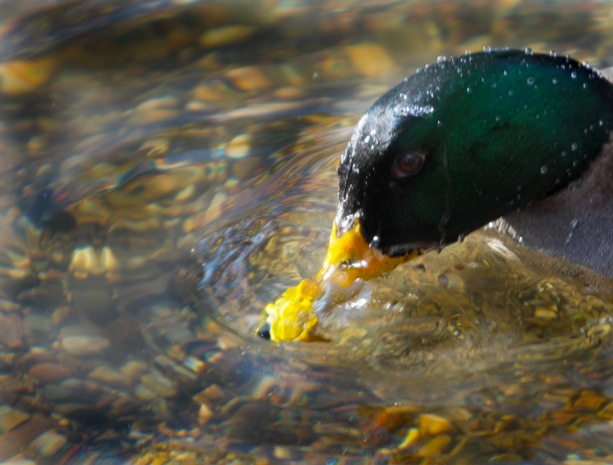Sigma 50-500mm f/4-6.3 APO HSM EX sample photo. Dabbling mallard photography