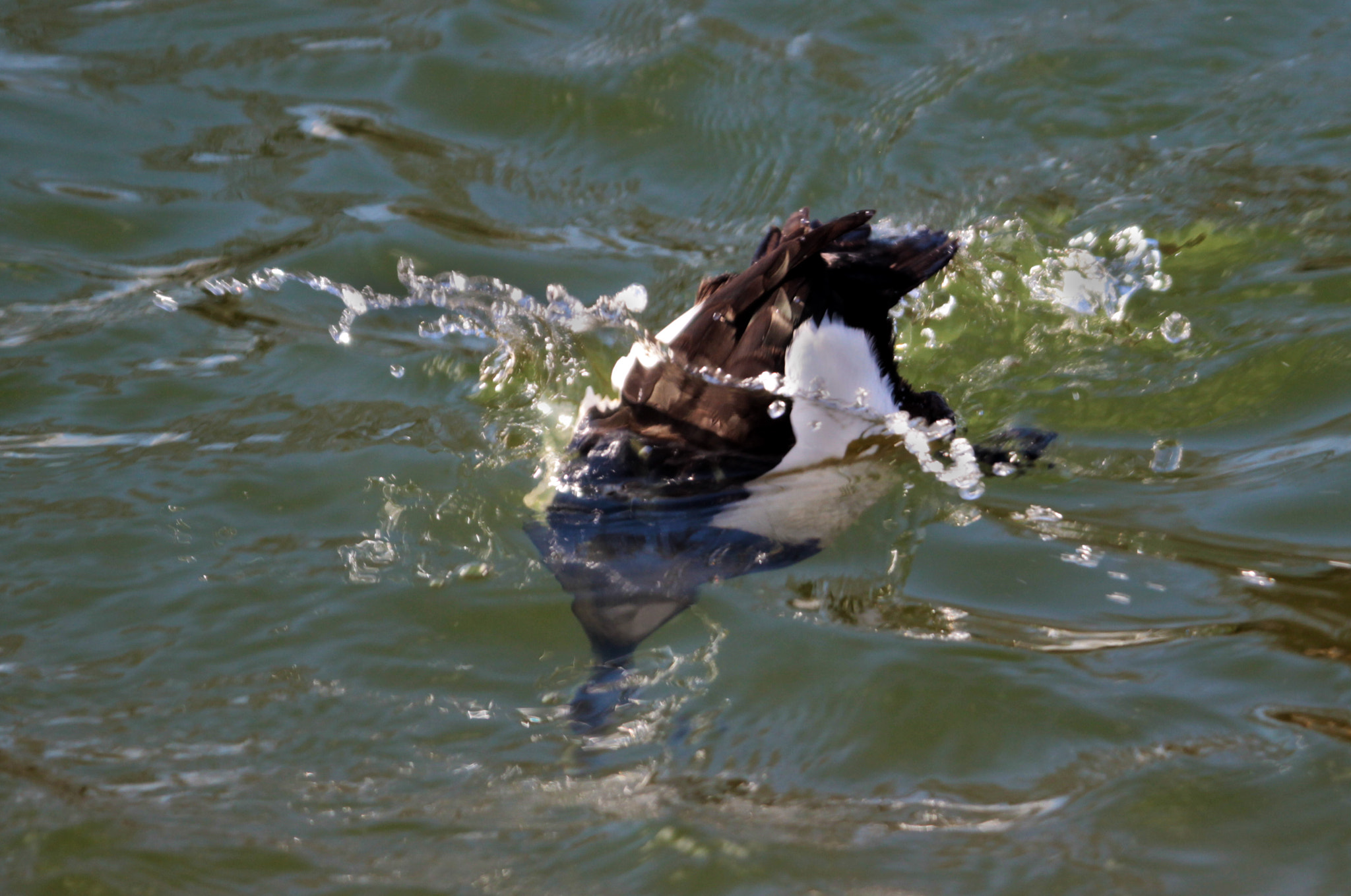 Canon EOS 600D (Rebel EOS T3i / EOS Kiss X5) + Sigma 50-500mm f/4-6.3 APO HSM EX sample photo. Diving tufted duck photography