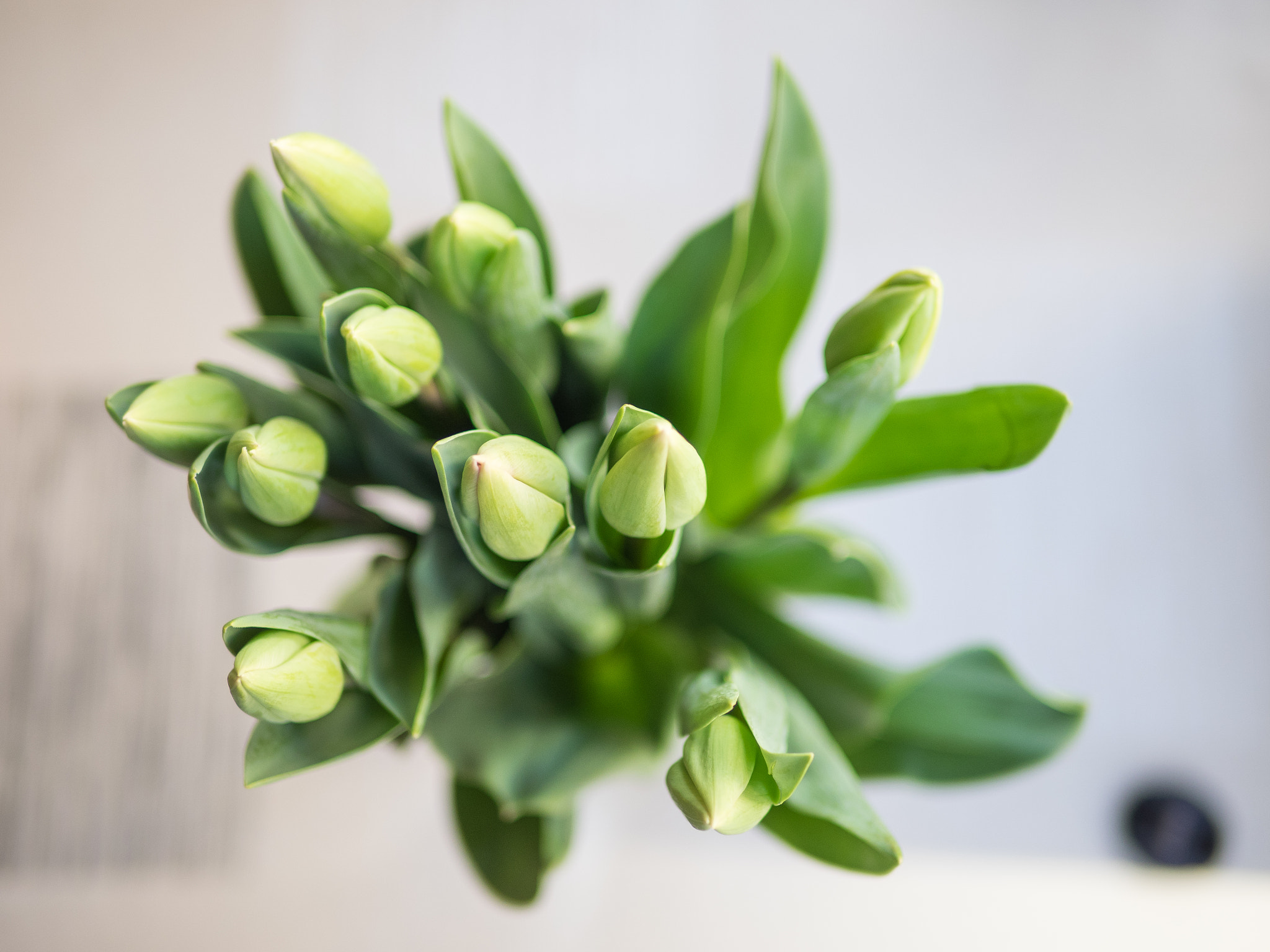Olympus OM-D E-M1 + Panasonic Leica DG Summilux 25mm F1.4 II ASPH sample photo. The closed tulips photography