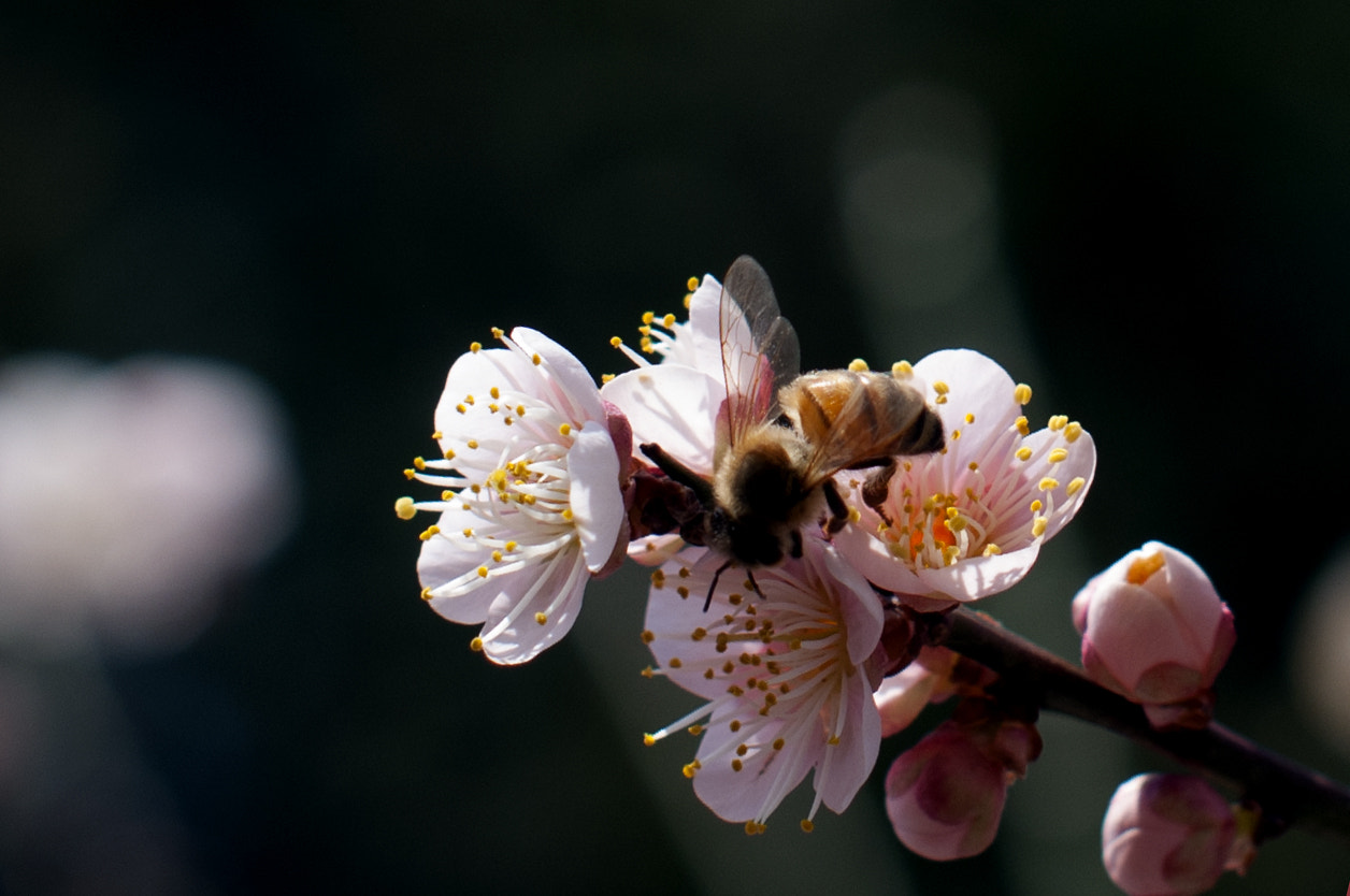 Nikon D300S + Sigma 50mm F1.4 EX DG HSM sample photo. Hard working photography